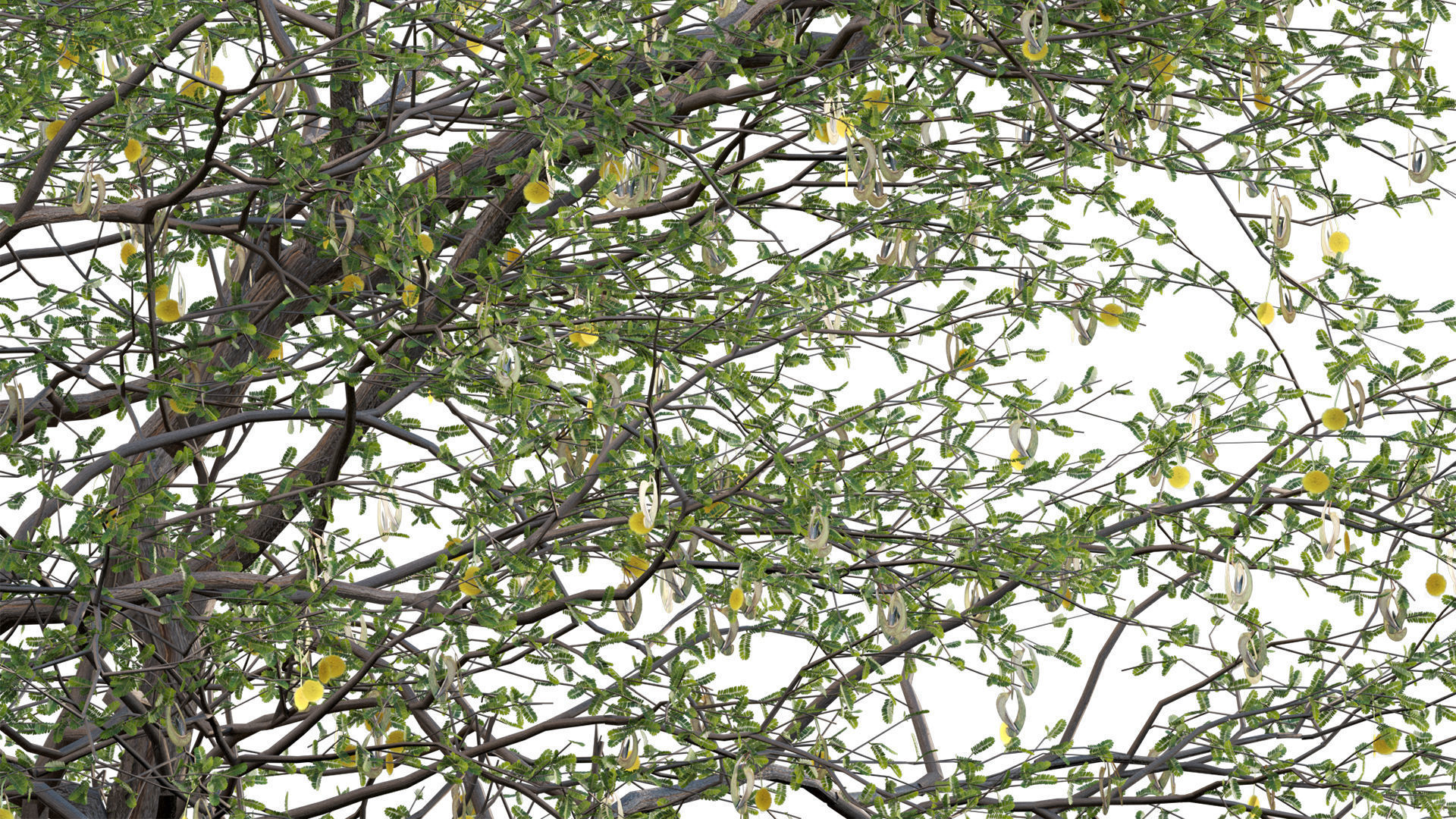 Vachellia erioloba - Camel thorn 03 3D model_8