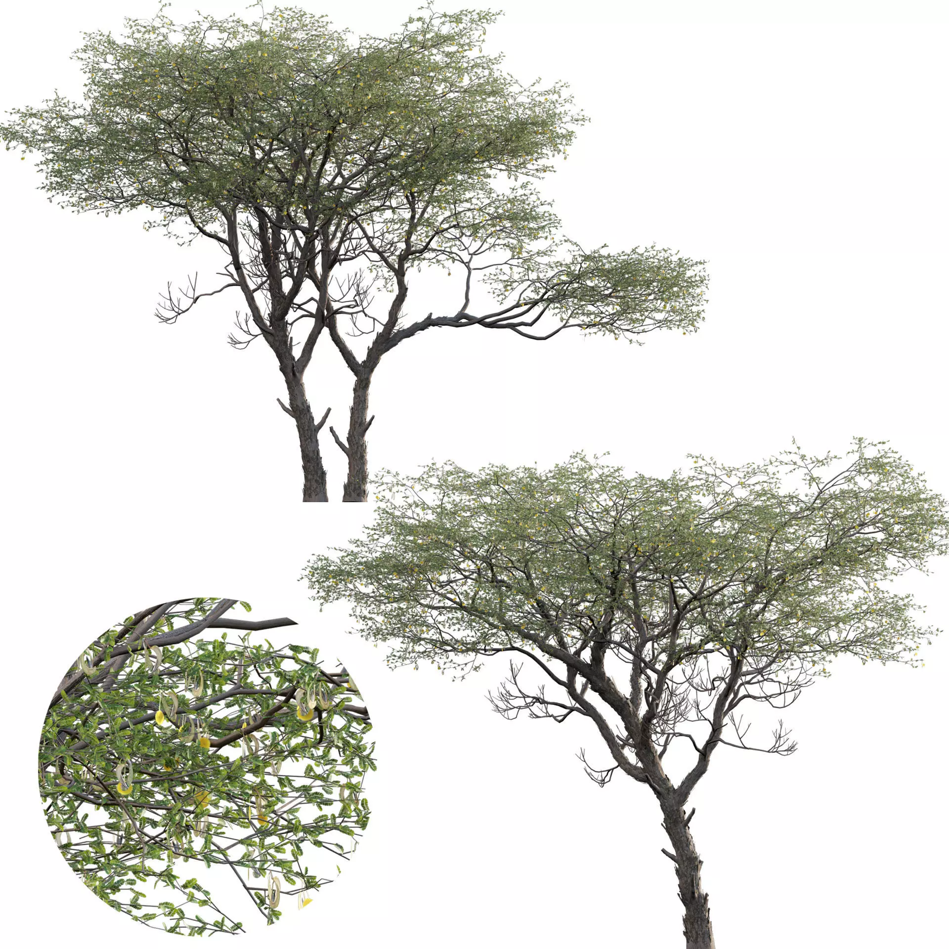 Vachellia erioloba - Camel thorn 03 3D model_0