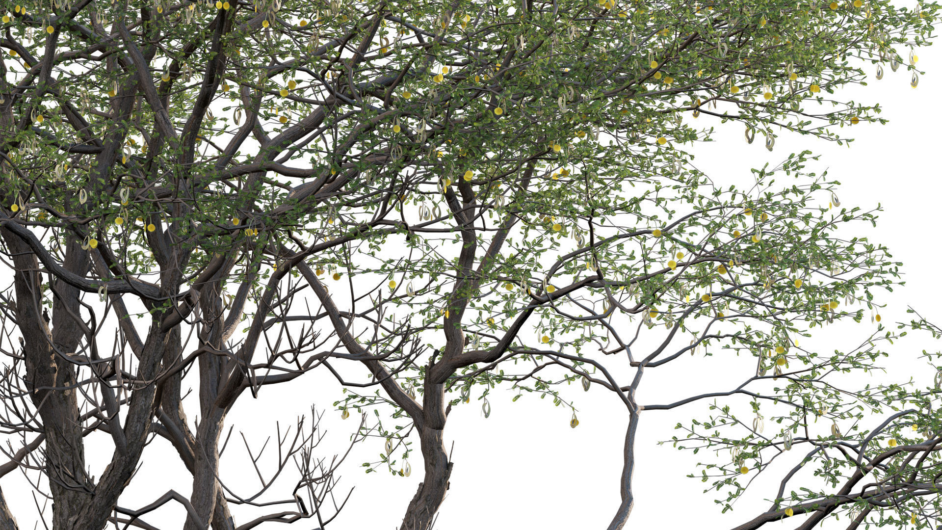 Vachellia erioloba - Camel thorn 03 3D model_6