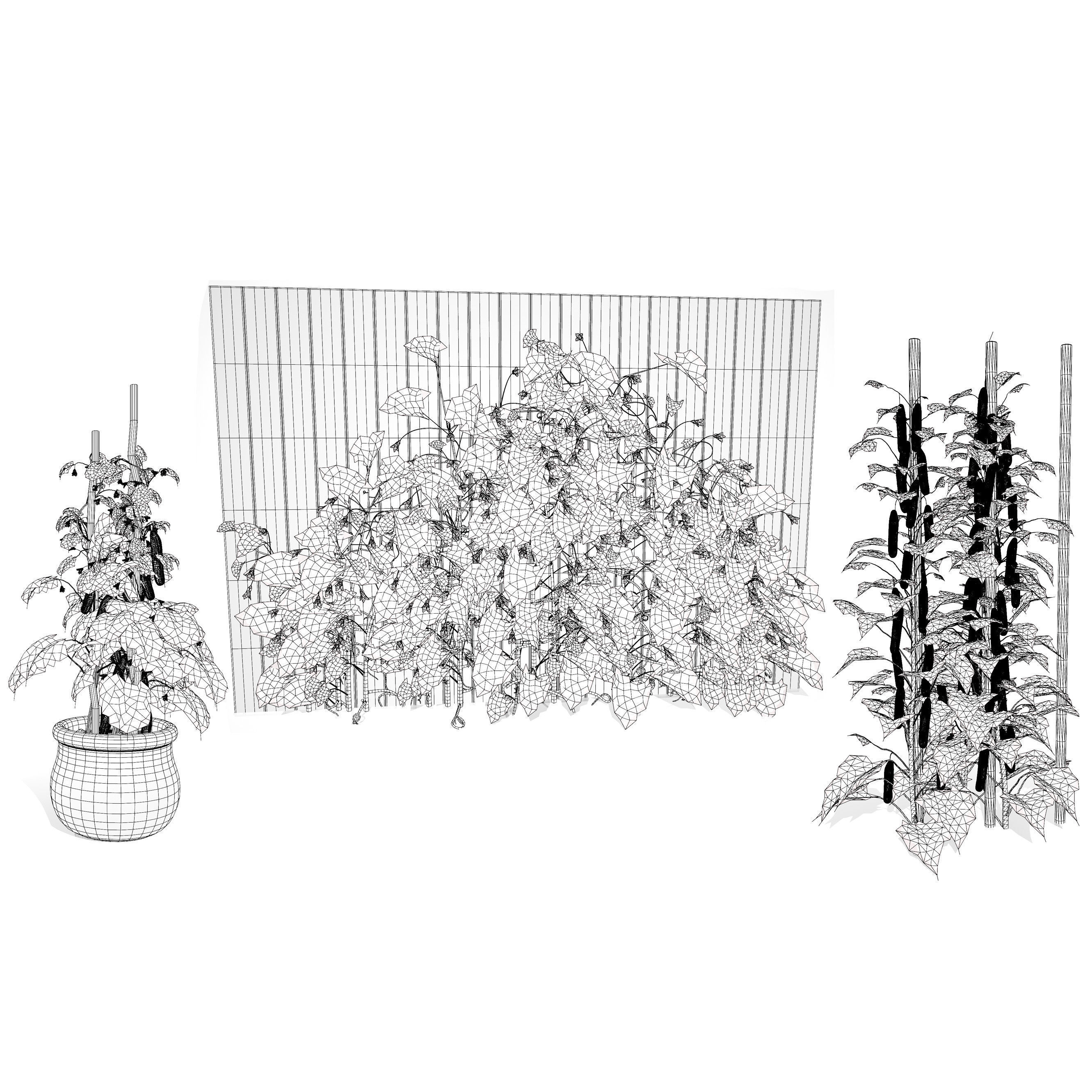 Cucumber Plant Bundle Low-poly 3D model_10