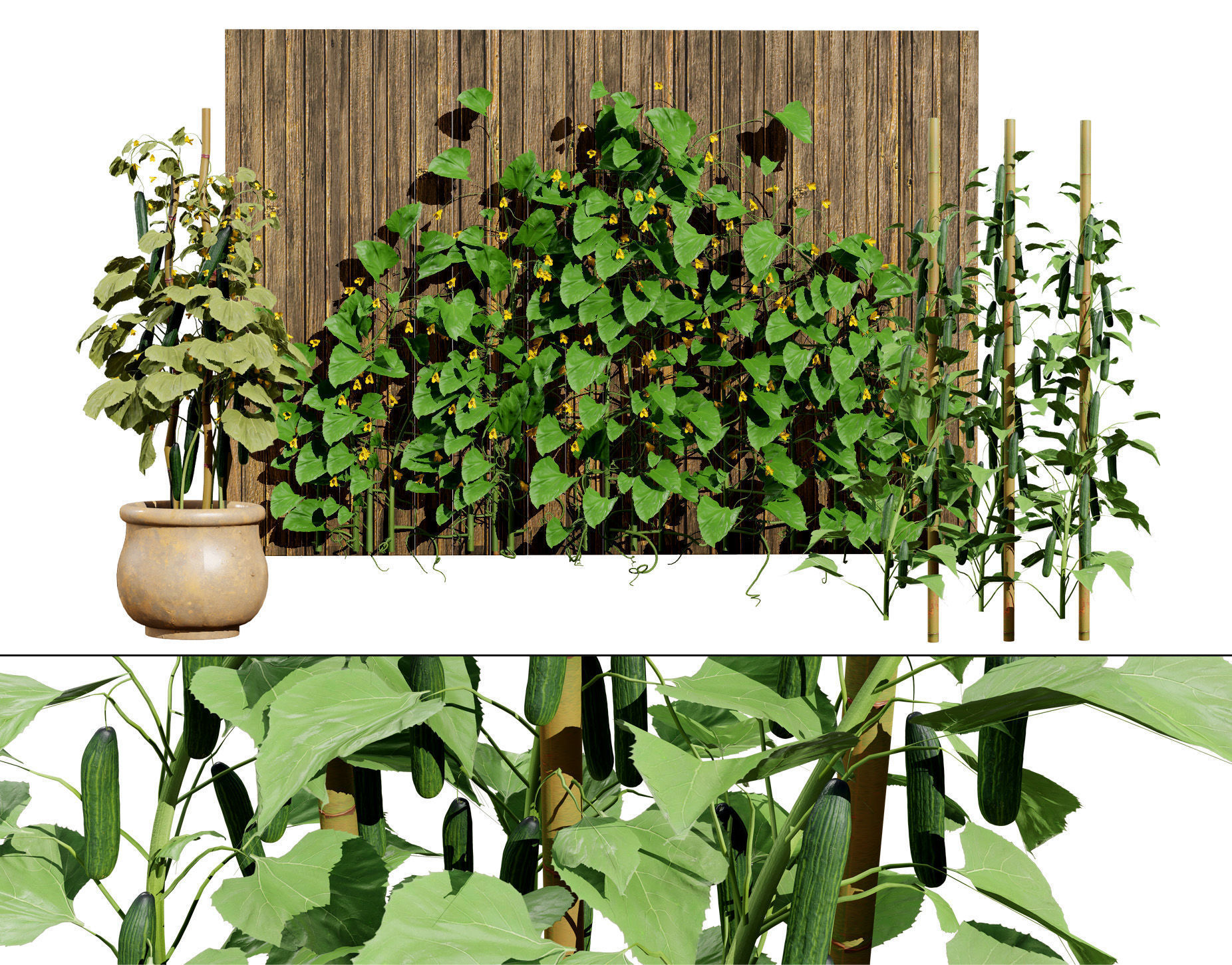 Cucumber Plant Bundle Low-poly 3D model_2