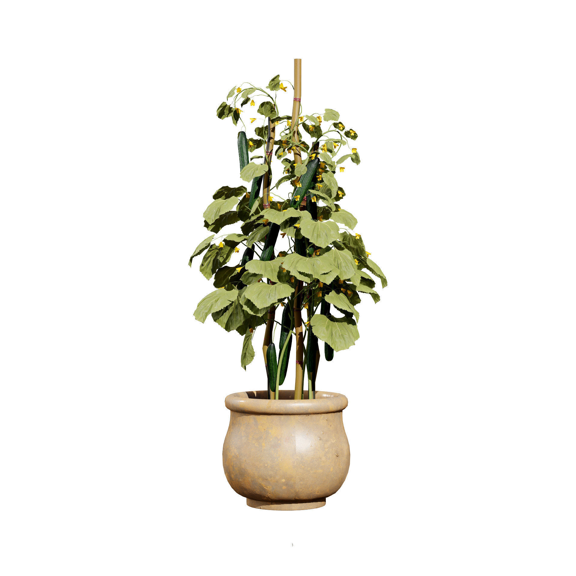 Cucumber Plant Bundle Low-poly 3D model_5