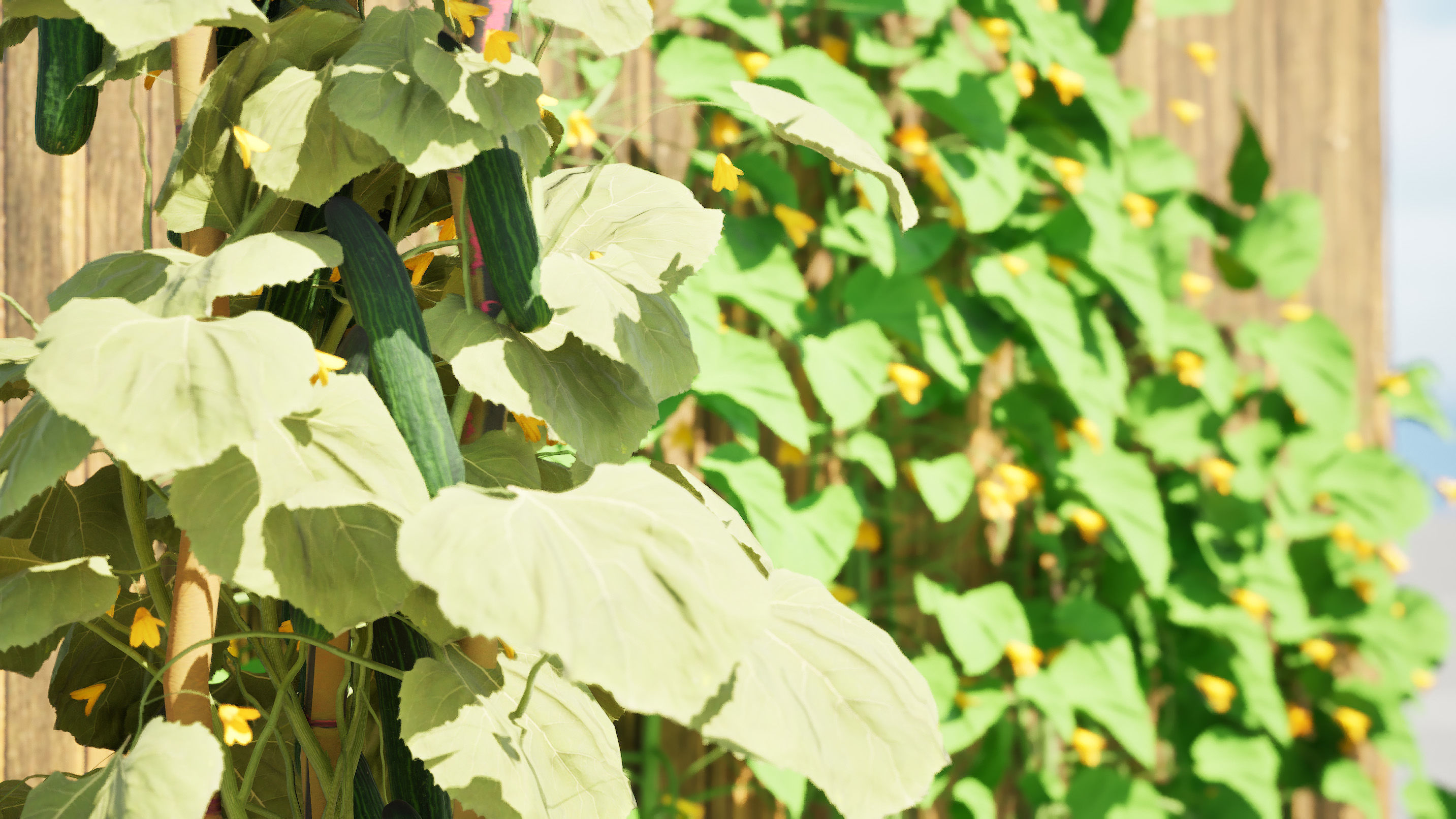 Cucumber Plant Bundle Low-poly 3D model_8