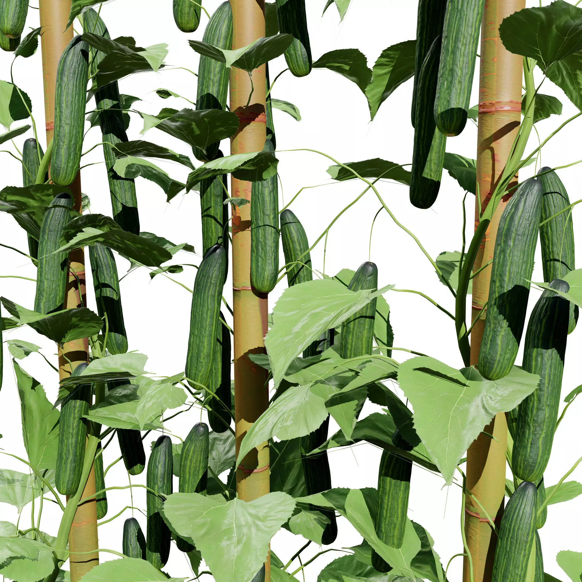 Cucumber Plant Bundle Low-poly 3D model_0