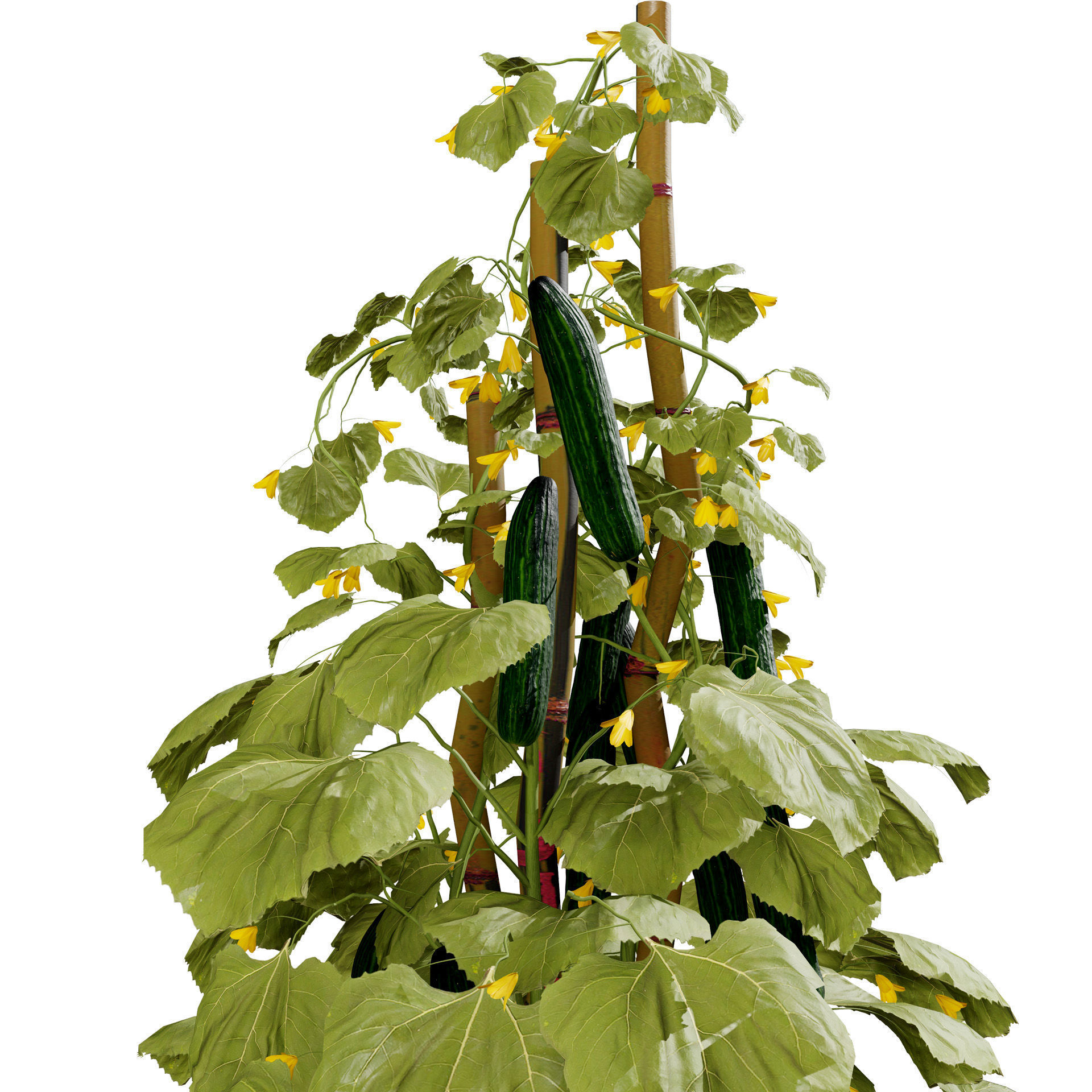 Cucumber Plant Bundle Low-poly 3D model_6