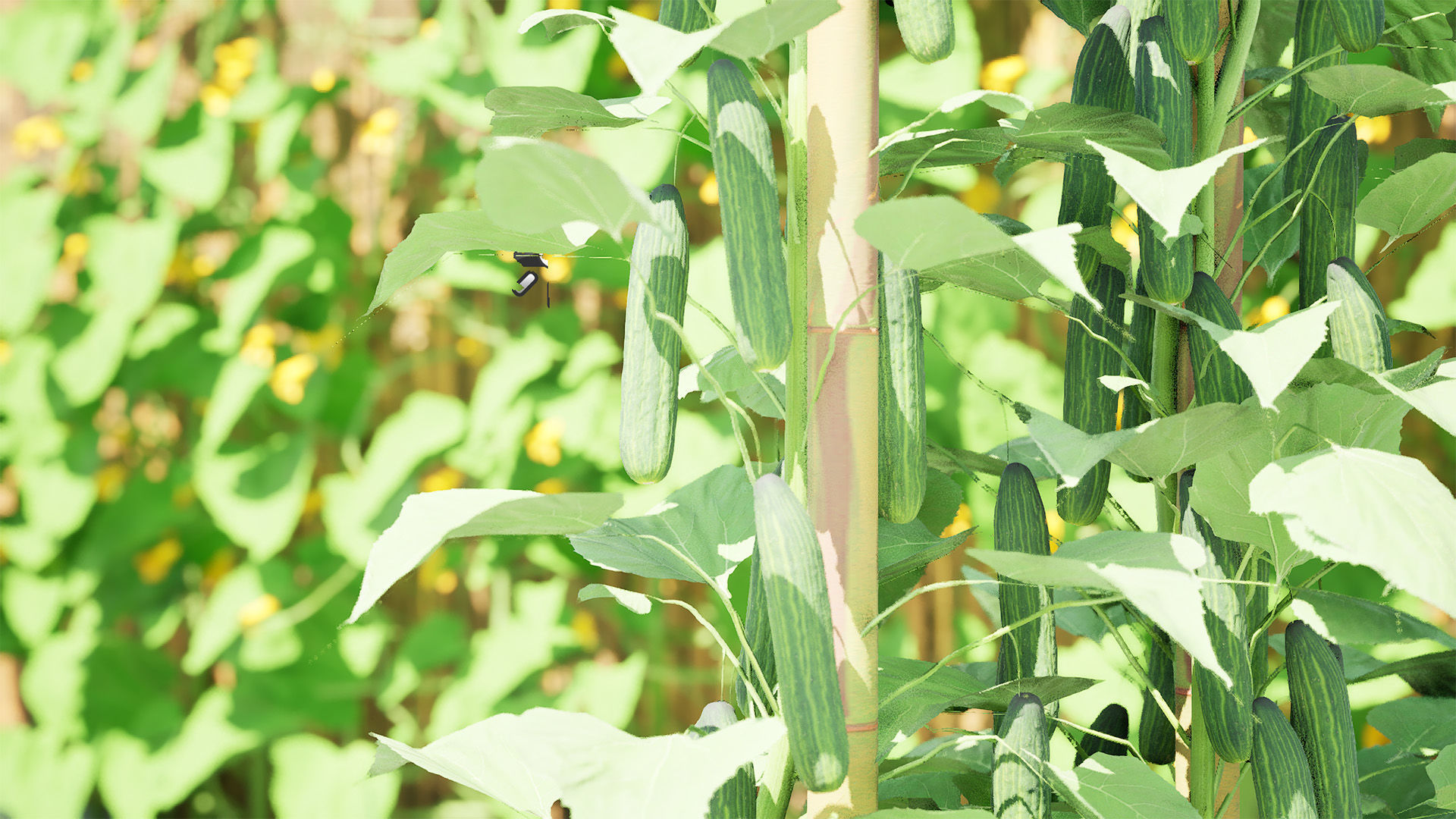 Cucumber Plant Bundle Low-poly 3D model_7