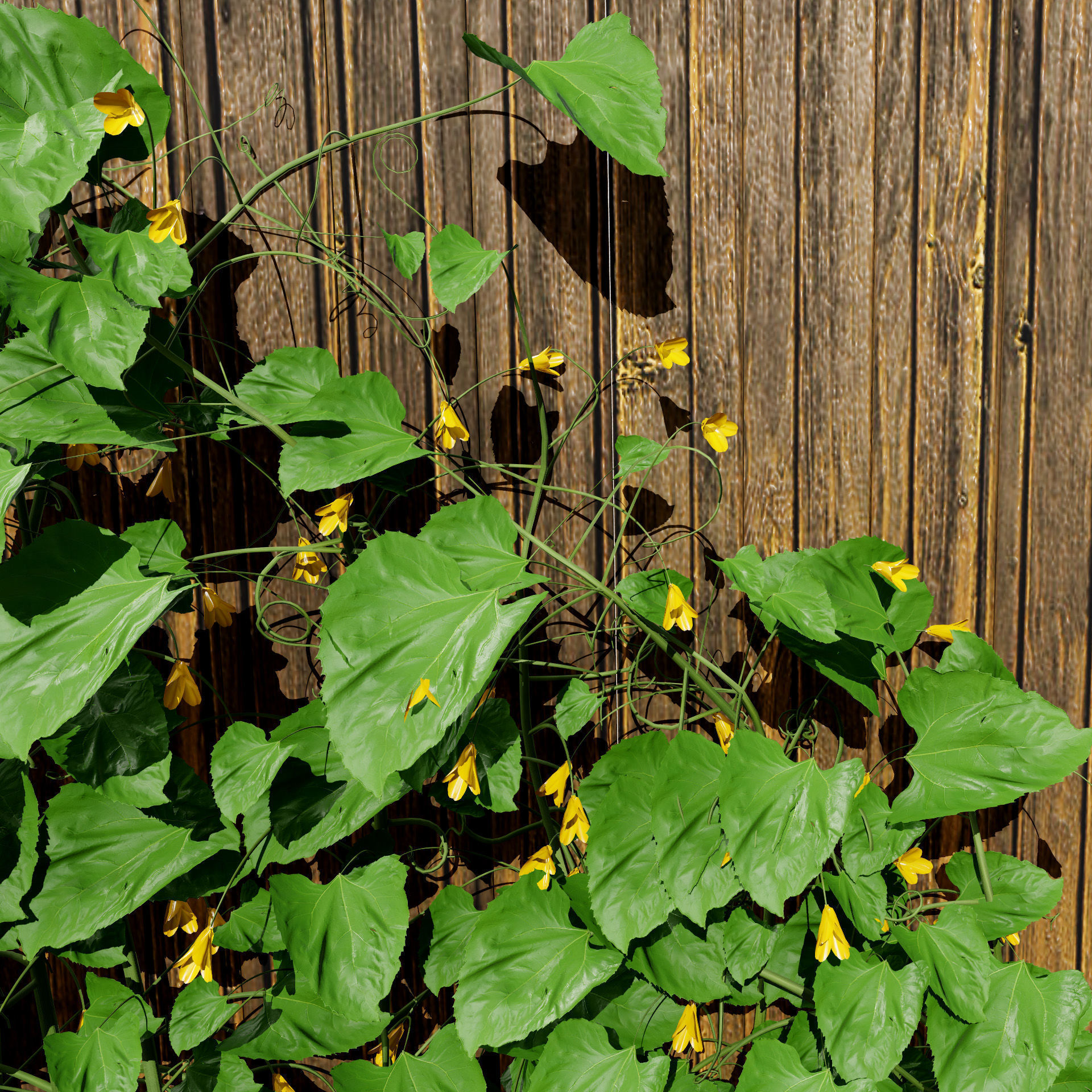 Cucumber Plant Bundle Low-poly 3D model_3