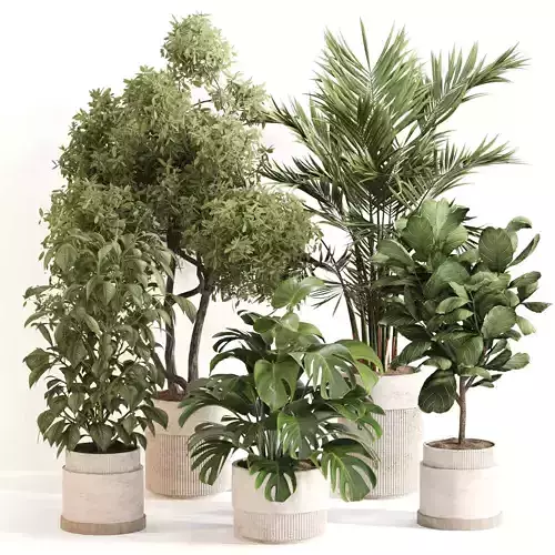 Indoor Plant Set 0119