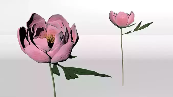 Peony