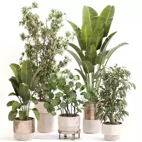 Indoor Plant Set 0121