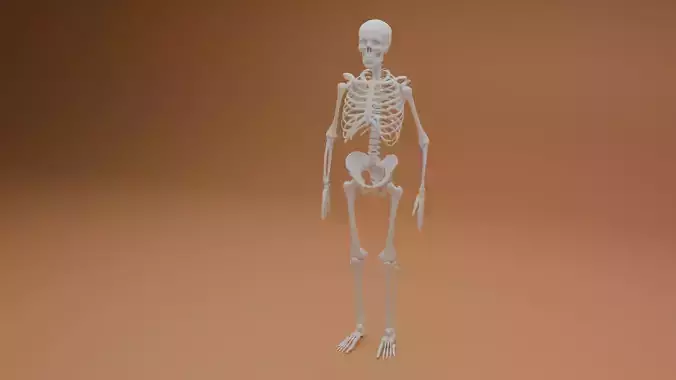 Simple 3D skeleton
