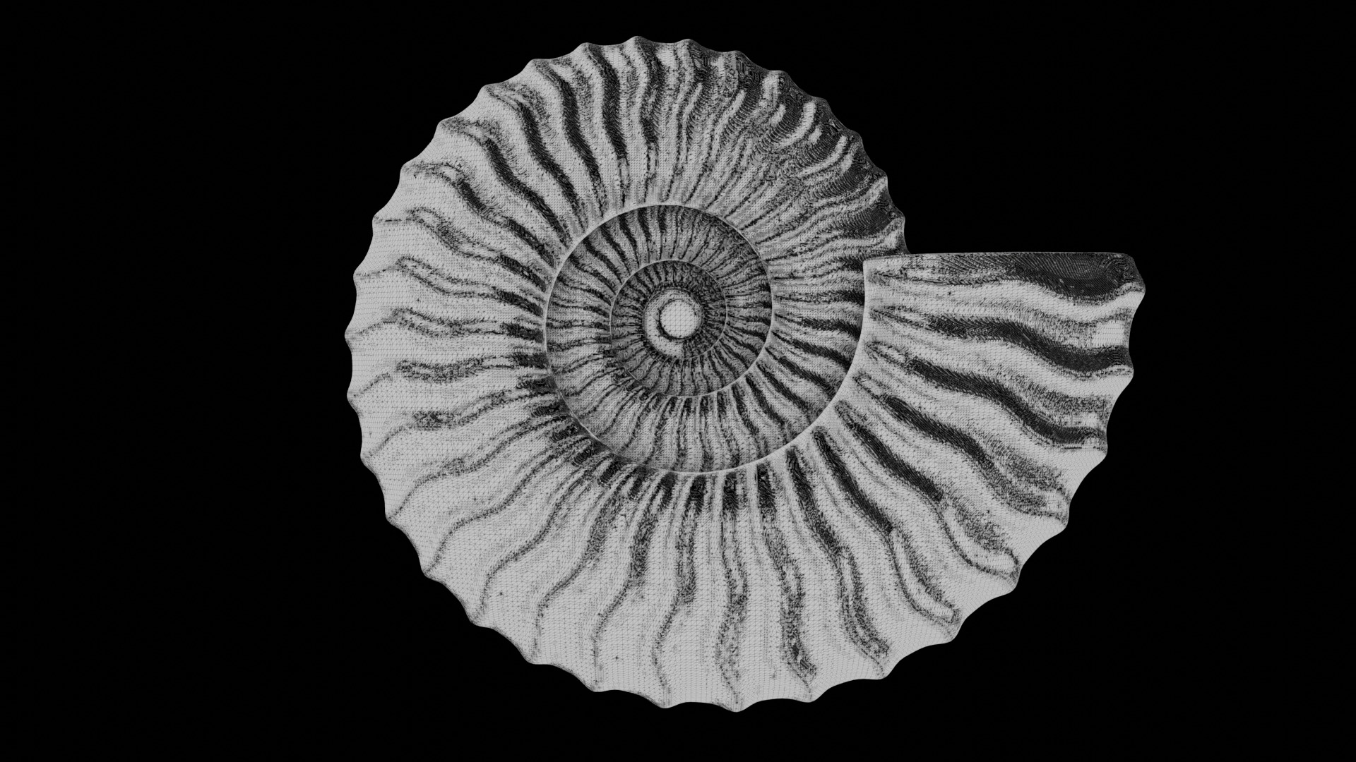 Ammonoid shell with sinuous ribs 3D model_6