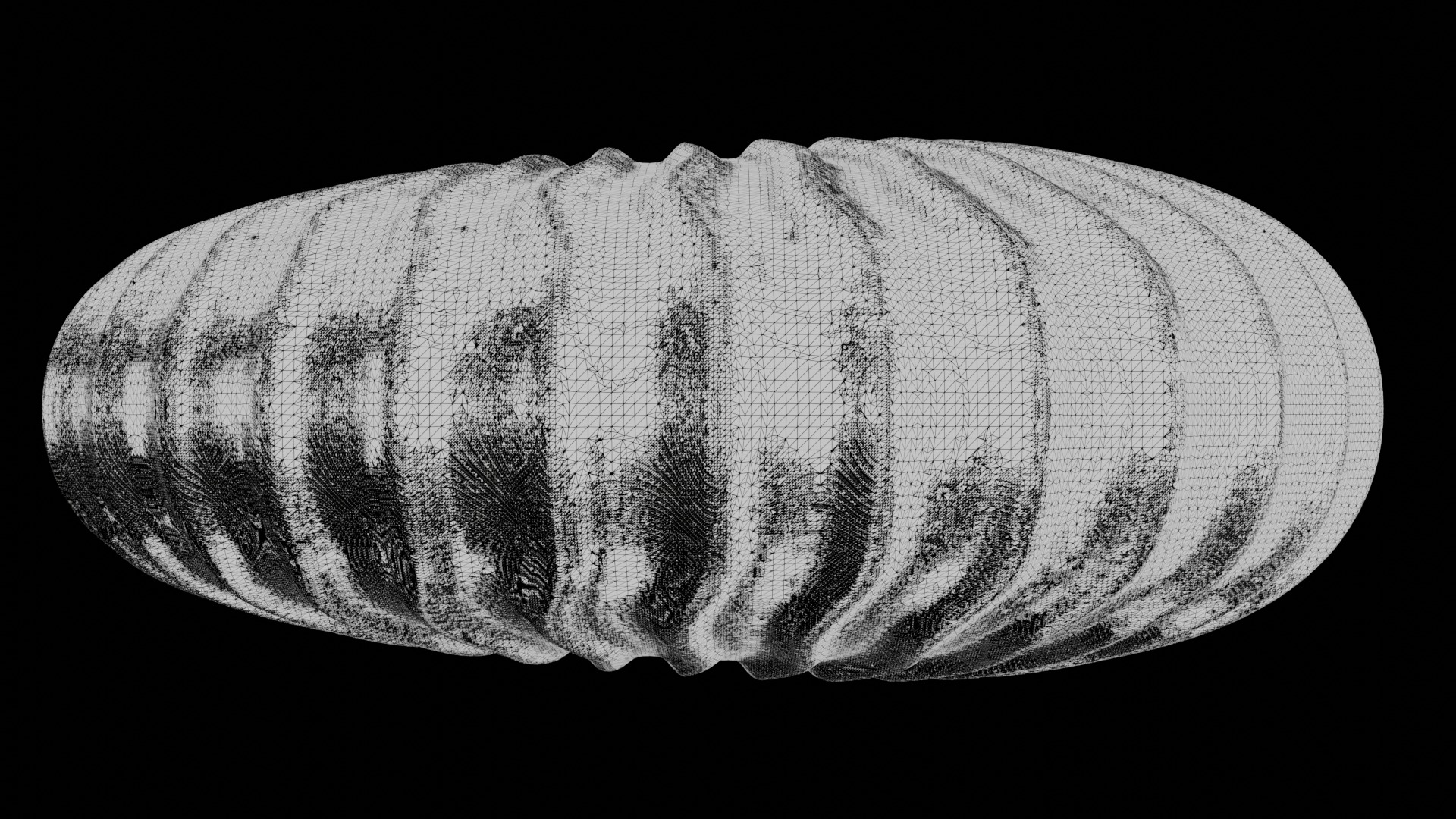 Ammonoid shell with sinuous ribs 3D model_4