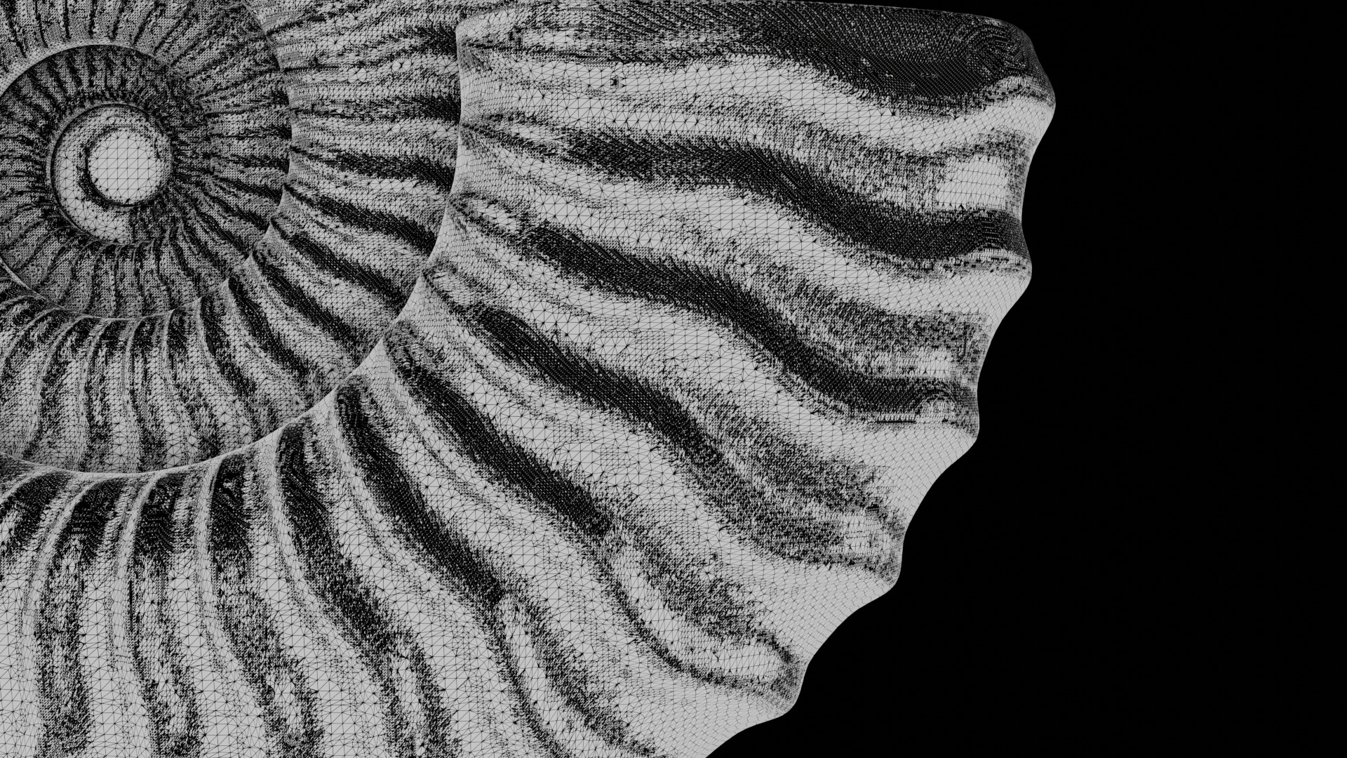 Ammonoid shell with sinuous ribs 3D model_8