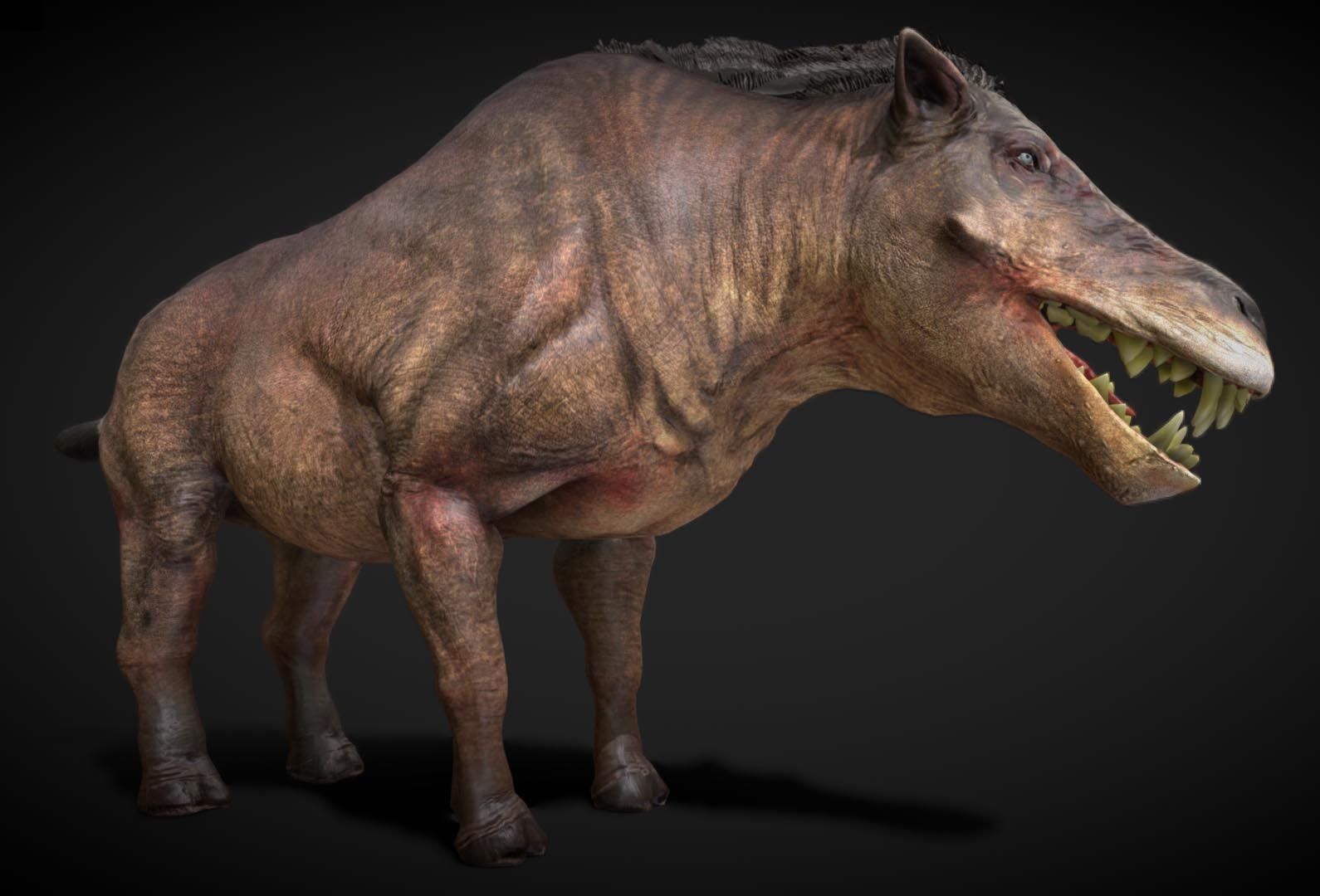 Daeodon Low-poly 3D model_3