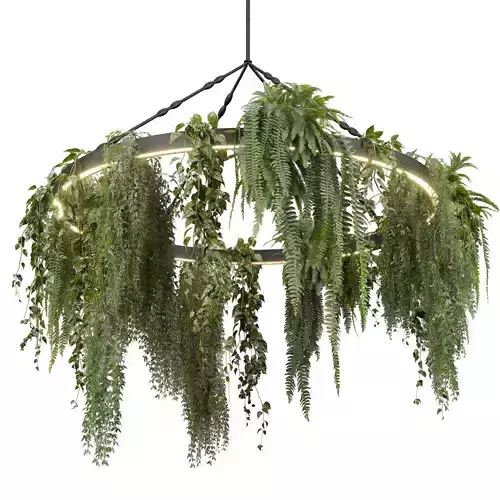 Collection plant vol 603 - Hanging - Pothos - Fern - Chandelier 