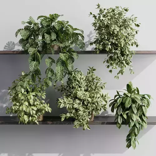 wall plant - set Indoor plant 551 plants in on a shelf  3D model