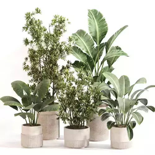 Indoor Plant Set 0122
