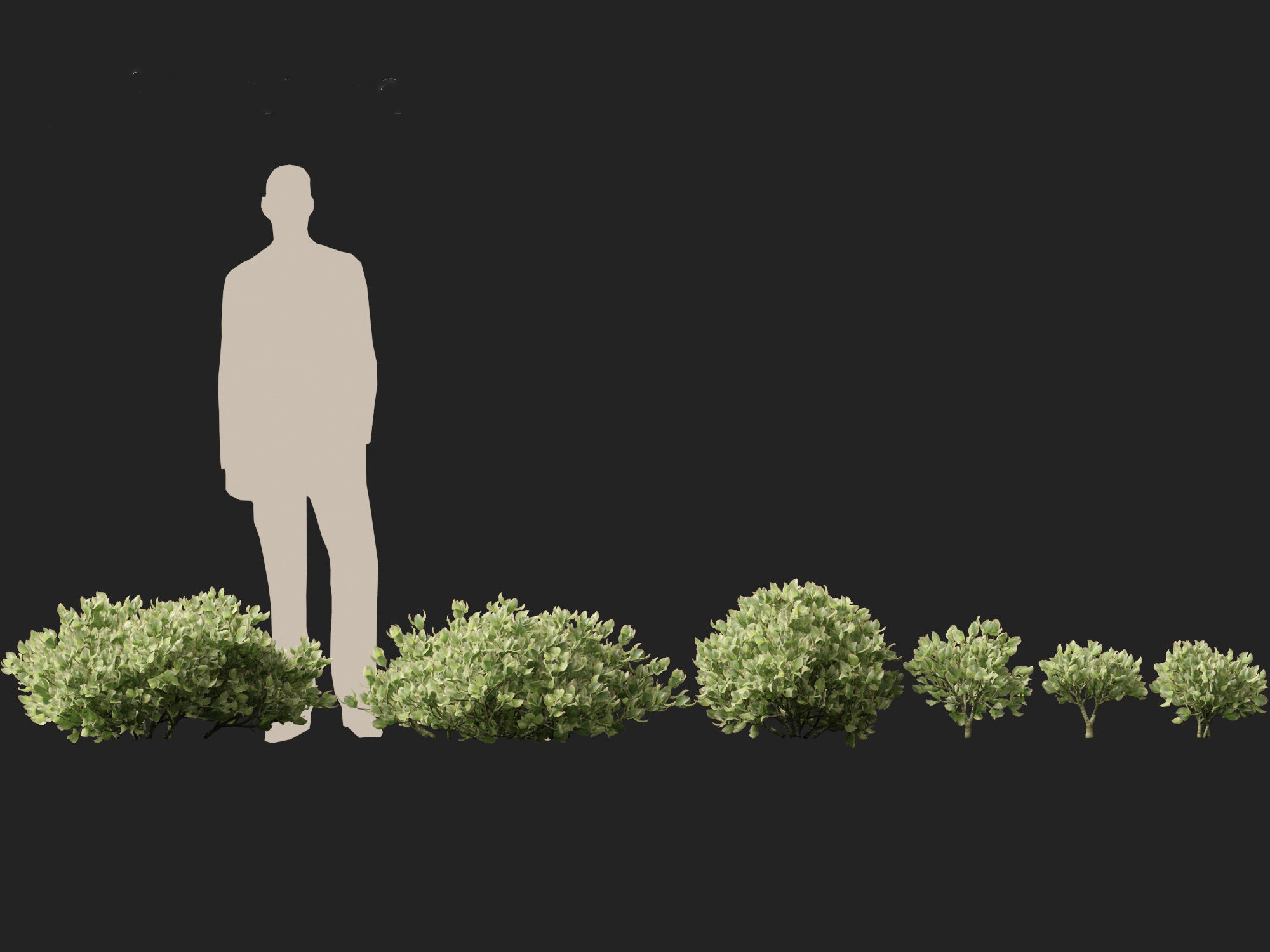 Crassula arborescens - the Jade Plant Max Cook  3D model_1