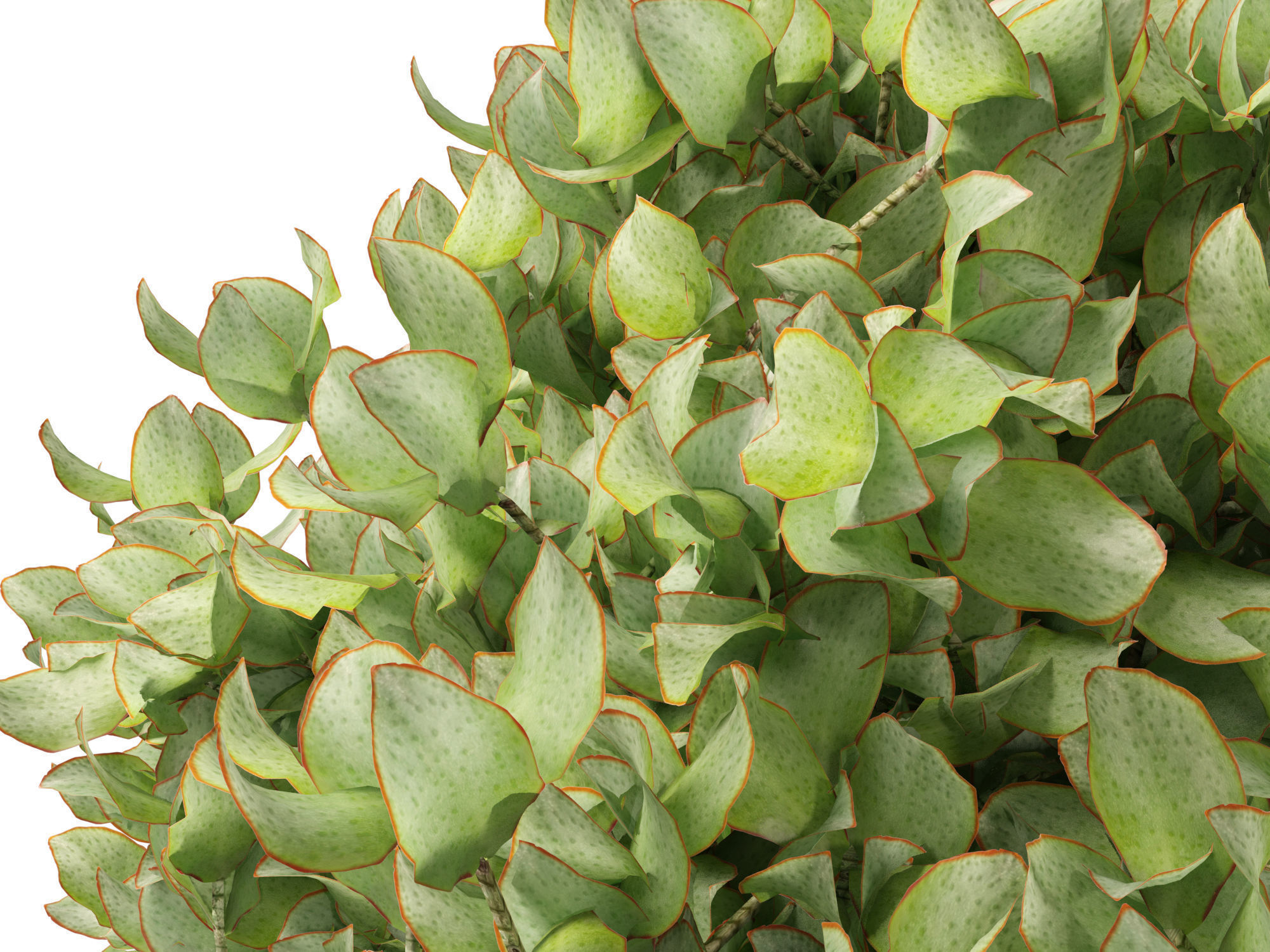 Crassula arborescens - the Jade Plant Max Cook  3D model_6