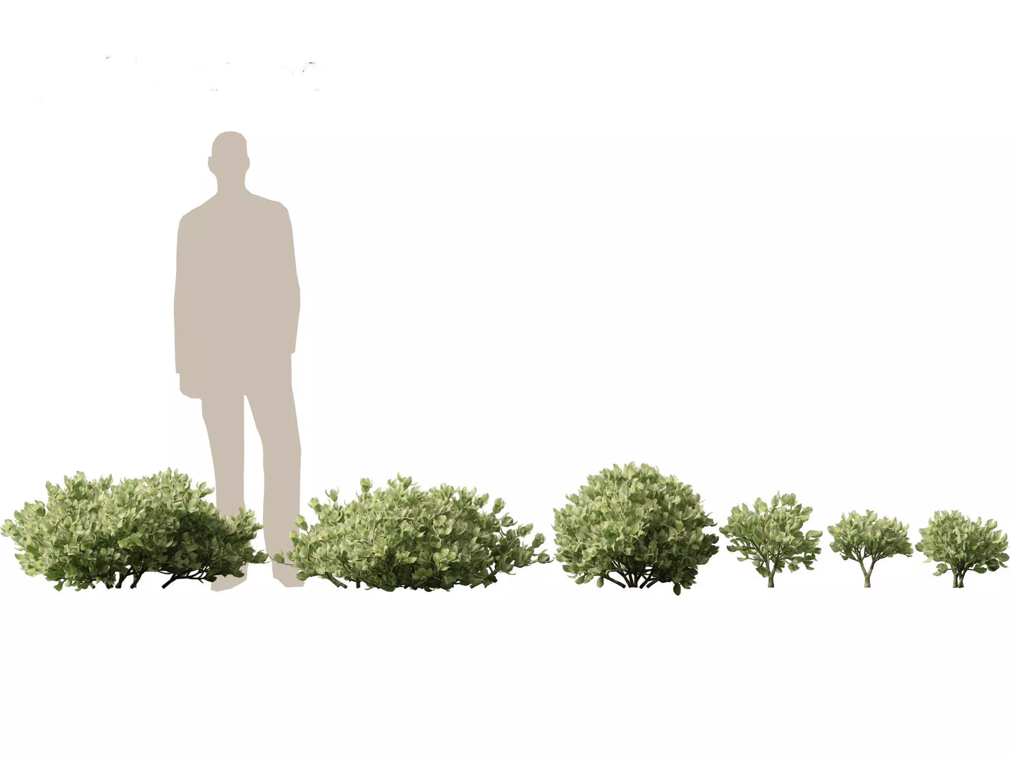 Crassula arborescens - the Jade Plant Max Cook  3D model_0