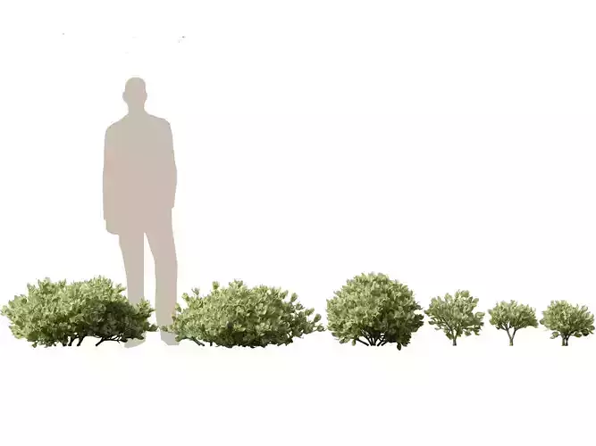 Crassula arborescens - the Jade Plant Max Cook 