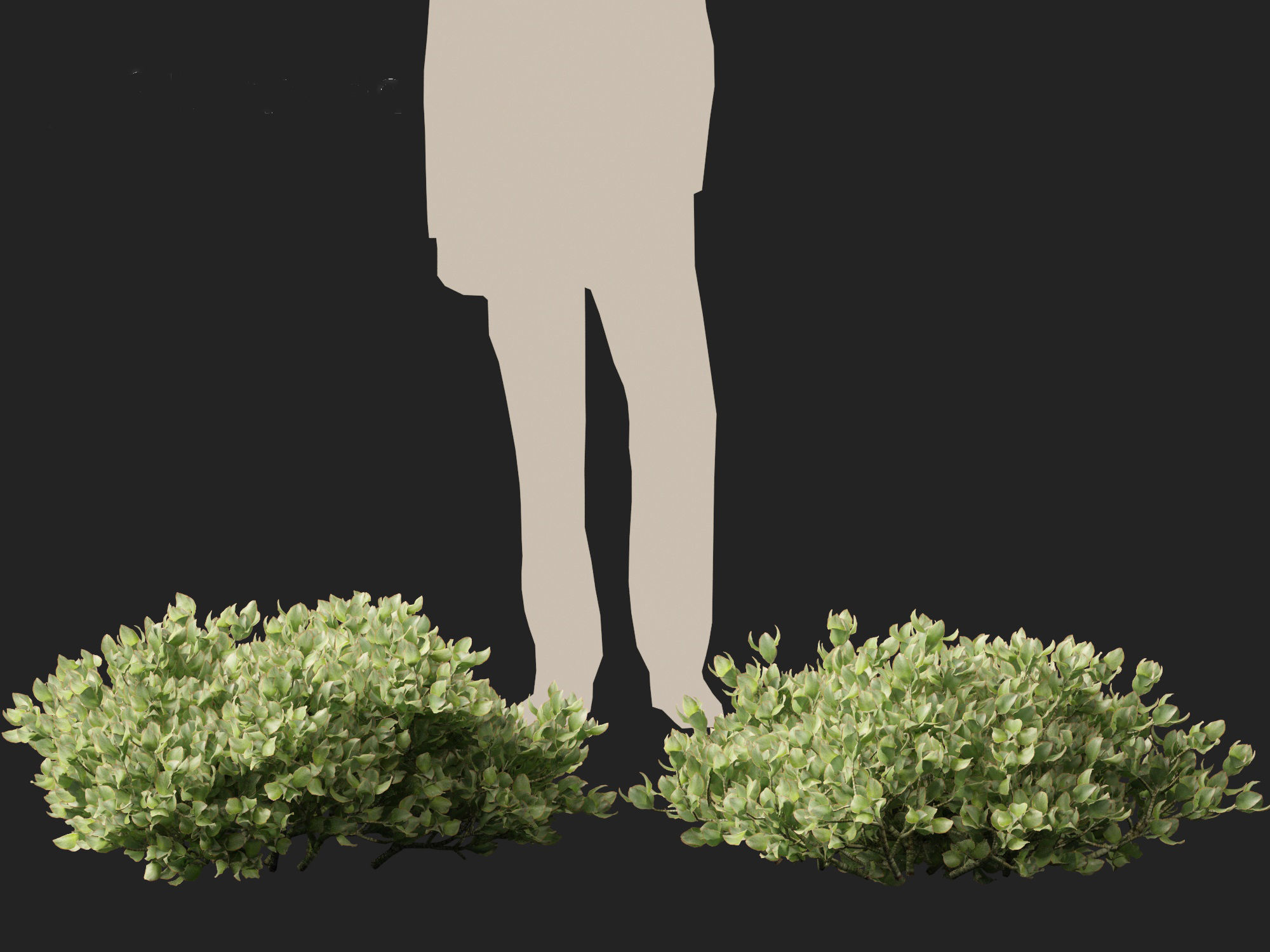 Crassula arborescens - the Jade Plant Max Cook  3D model_3