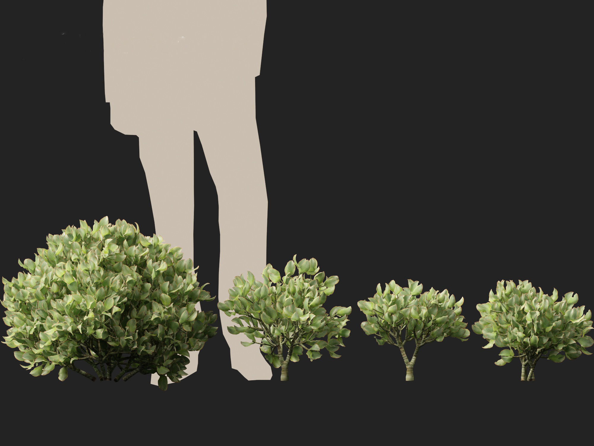 Crassula arborescens - the Jade Plant Max Cook  3D model_5