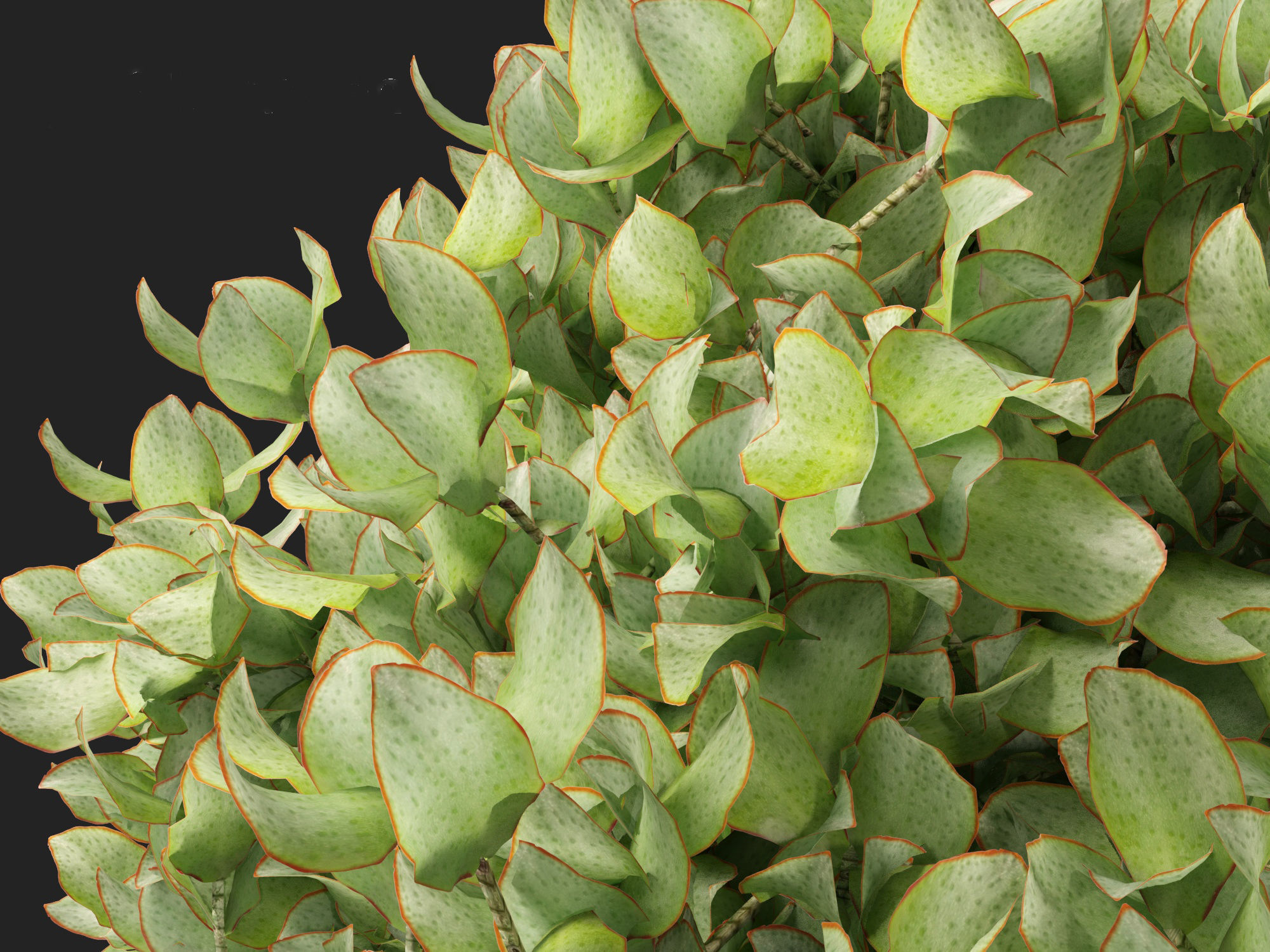 Crassula arborescens - the Jade Plant Max Cook  3D model_7