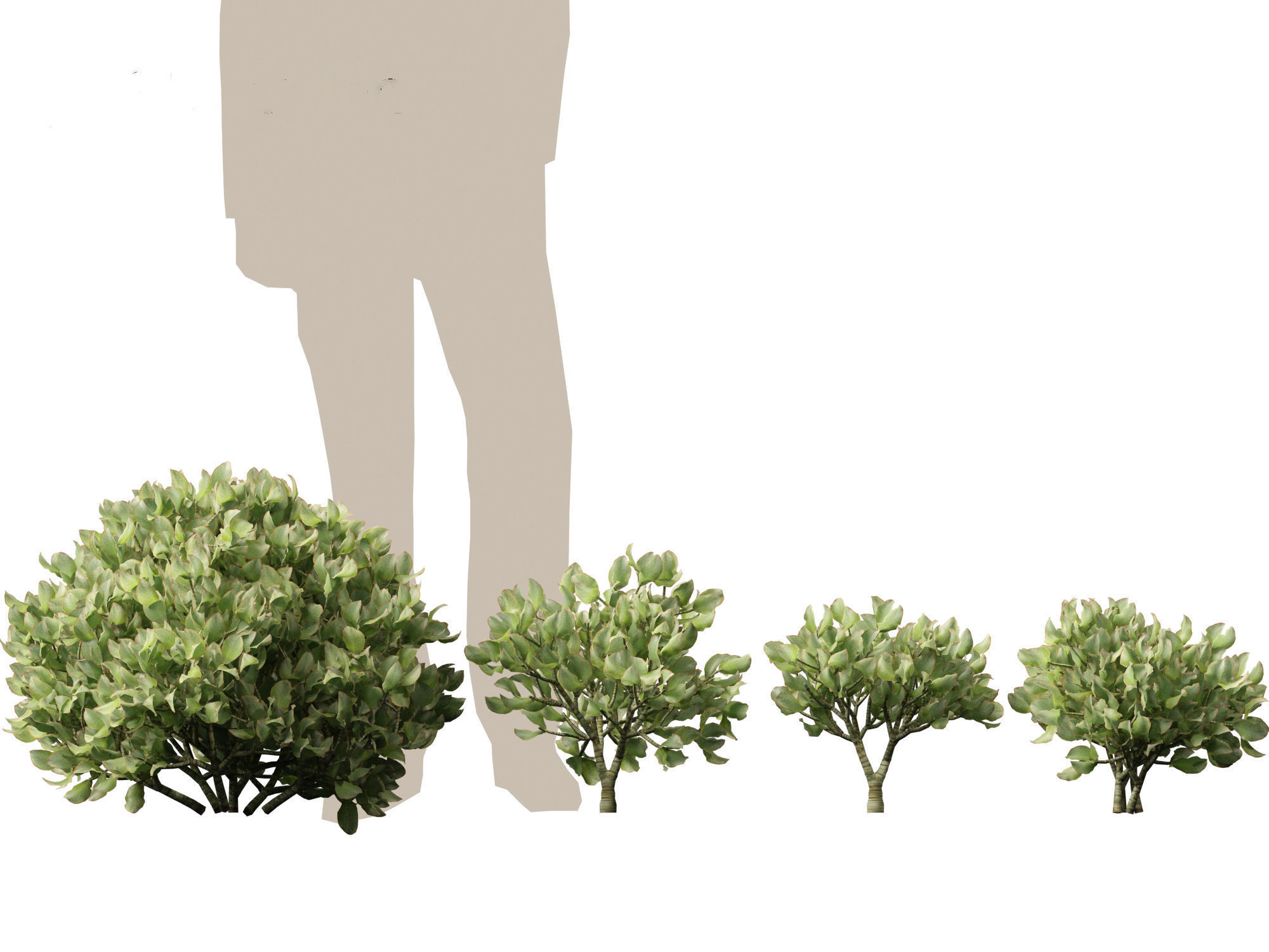 Crassula arborescens - the Jade Plant Max Cook  3D model_4