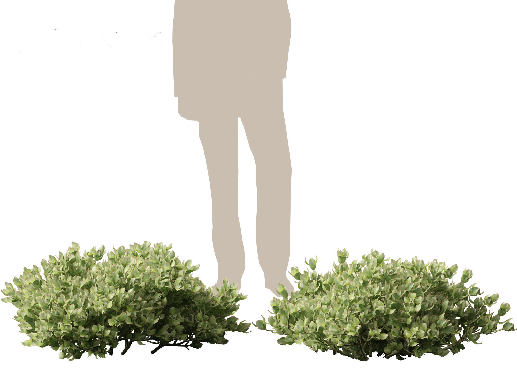 Crassula arborescens - the Jade Plant Max Cook  3D model_2