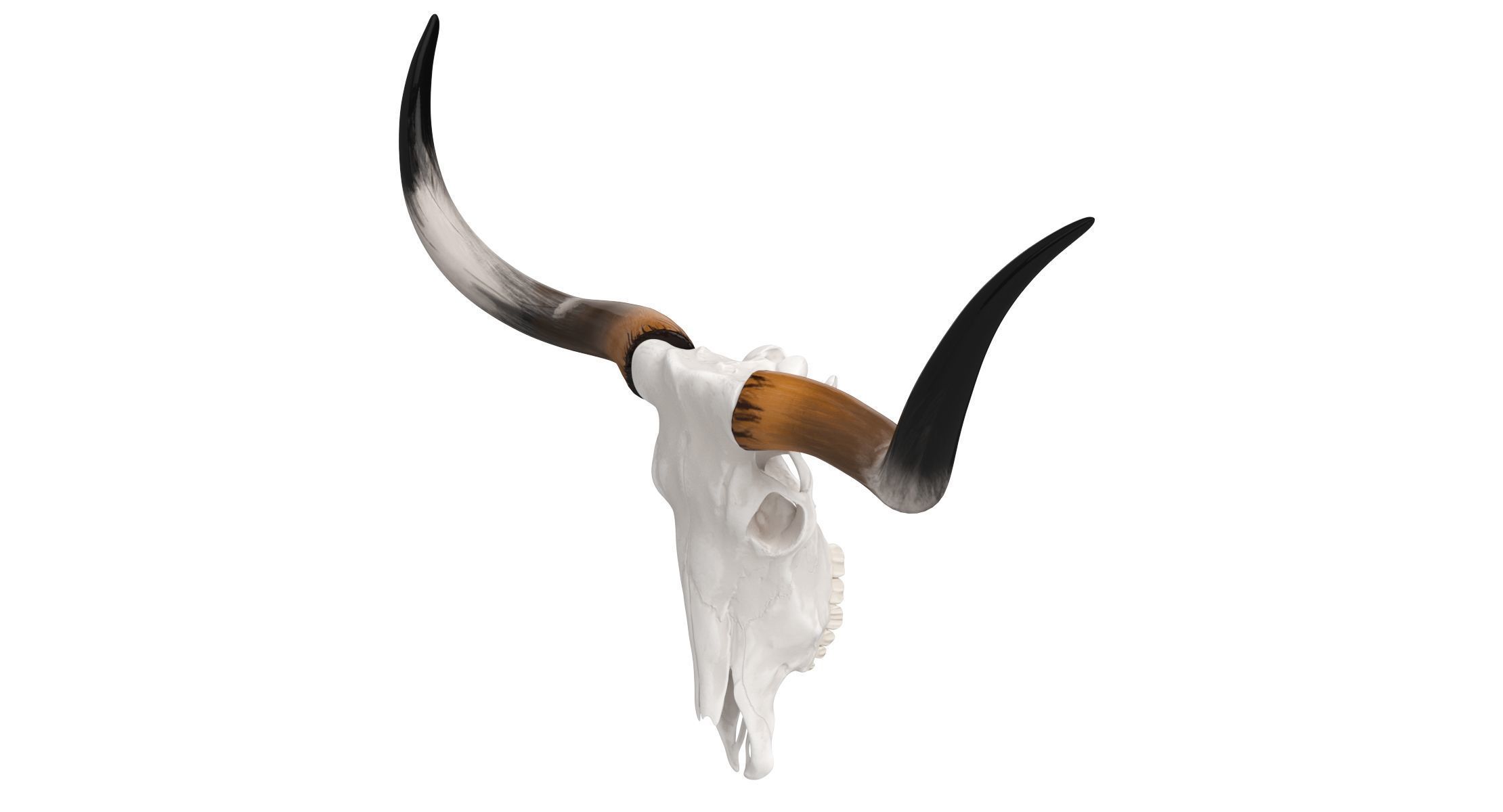 Texas Longhorn Skull and Horns 3D model_7