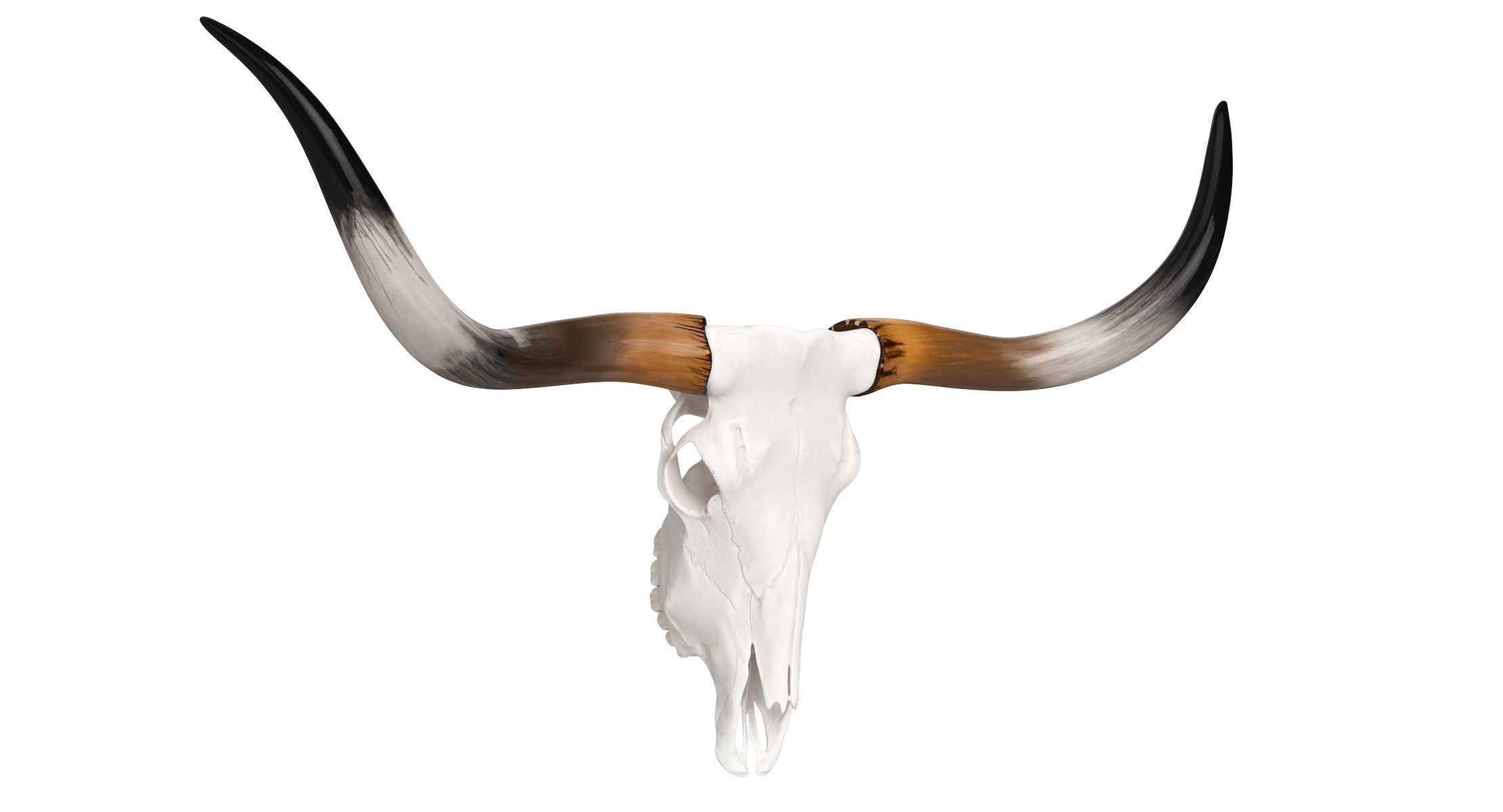 Texas Longhorn Skull and Horns 3D model_1