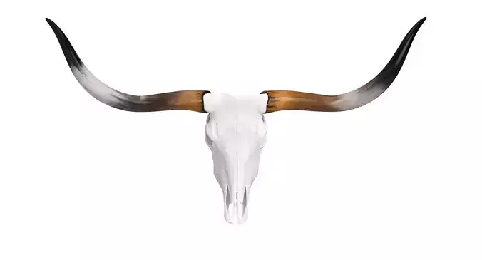 Texas Longhorn Skull and Horns 3D model