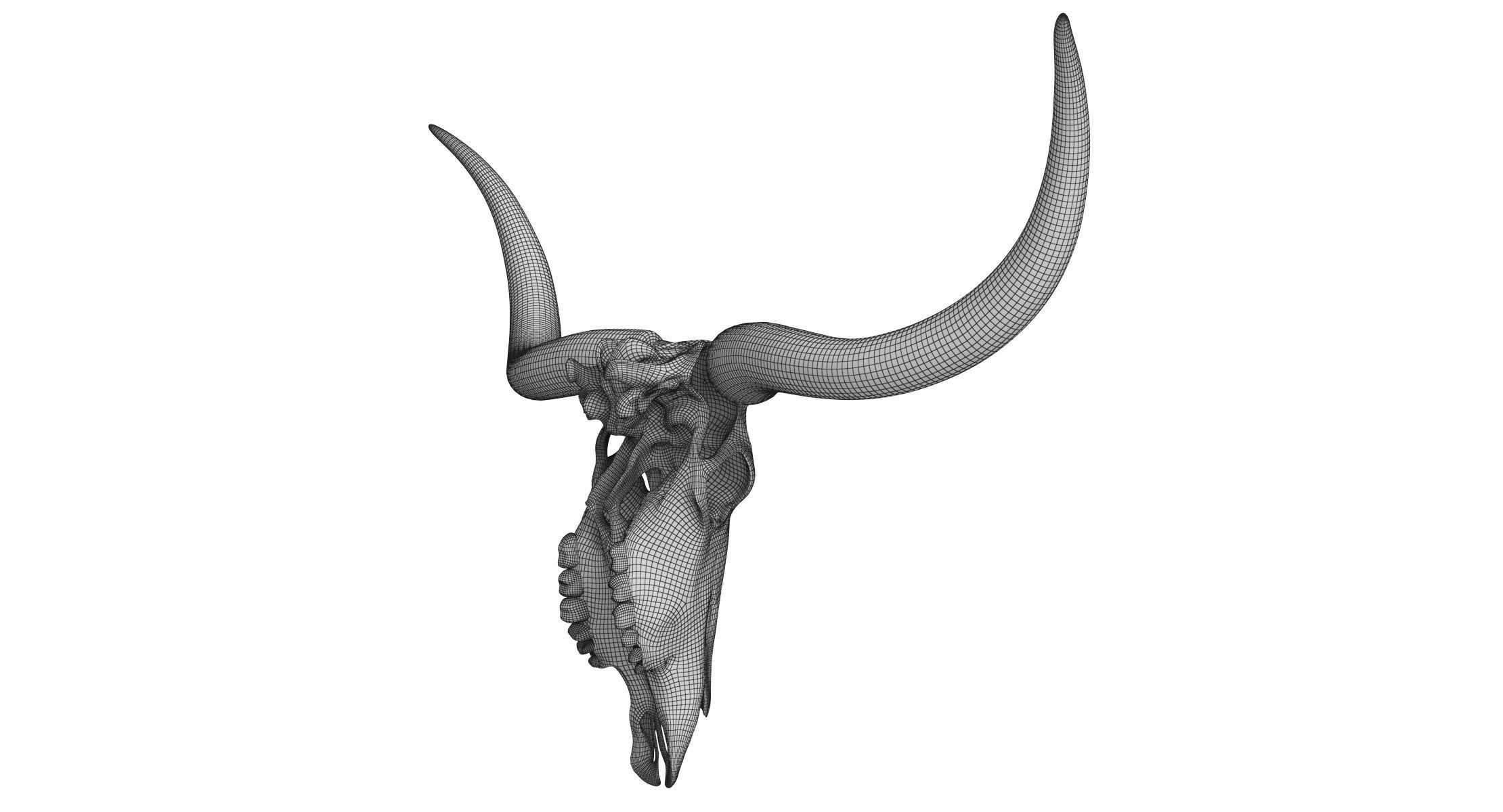 Texas Longhorn Skull and Horns 3D model_11