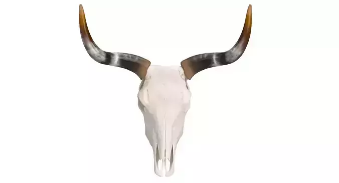 Cattle Skull and Horns