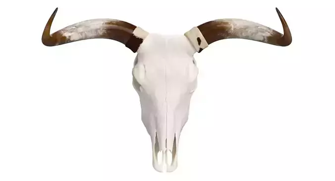 Cattle Cow Skull and Horns