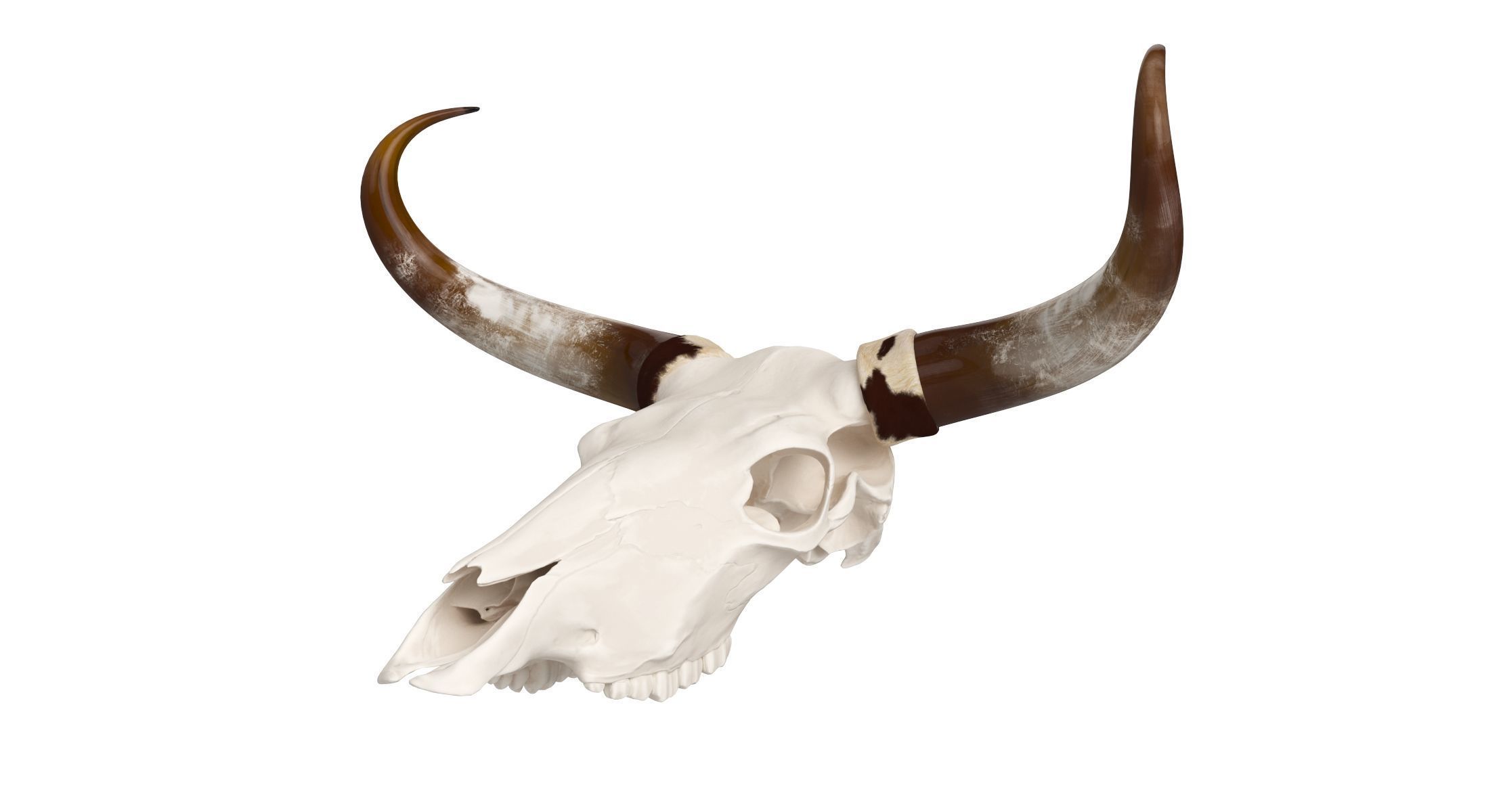 Cattle Cow Skull and Horns Collection 3D model_8
