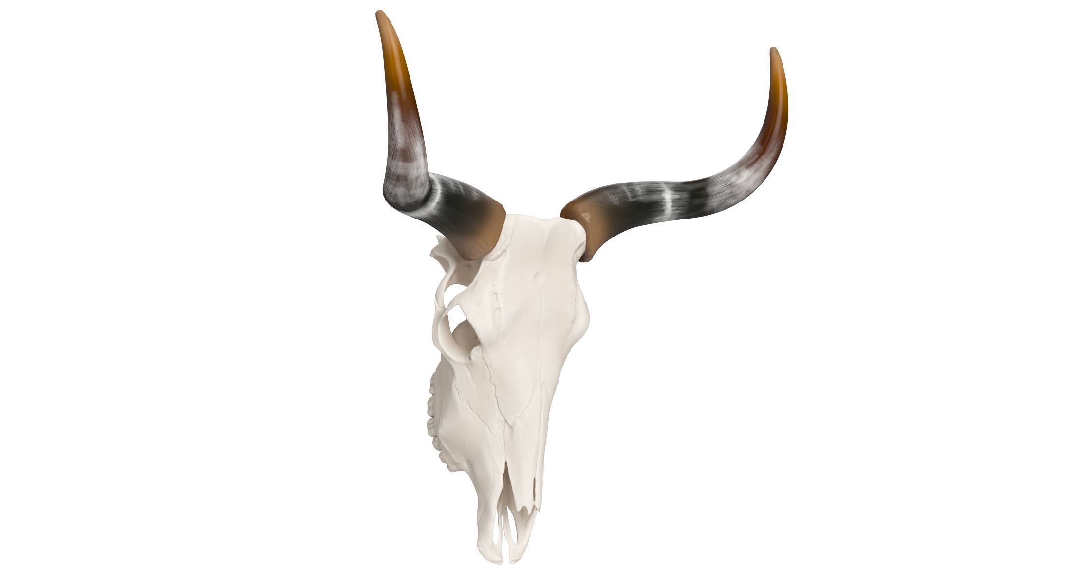 Cattle Cow Skull and Horns Collection 3D model_6