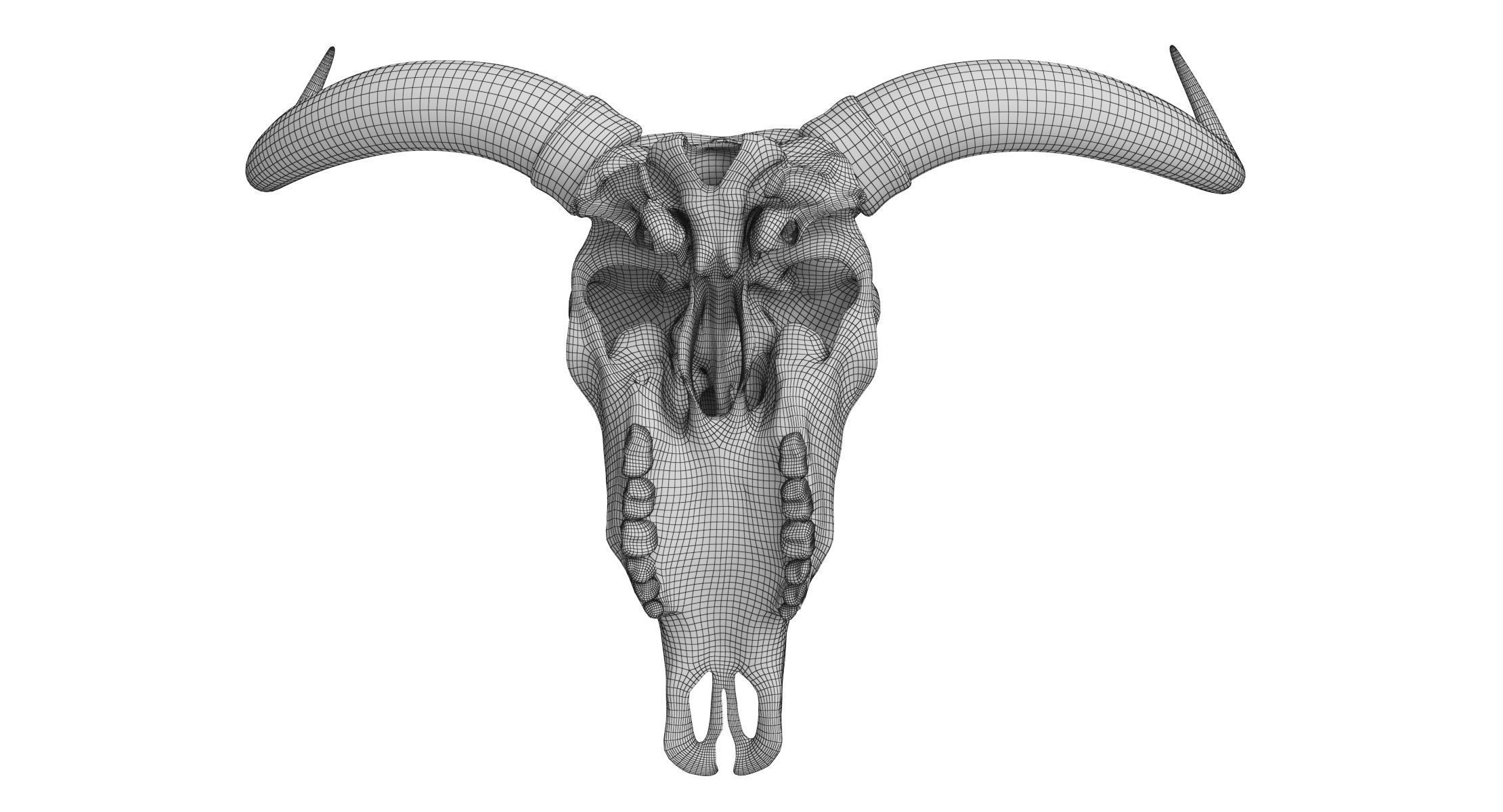Cattle Cow Skull and Horns Collection 3D model_33