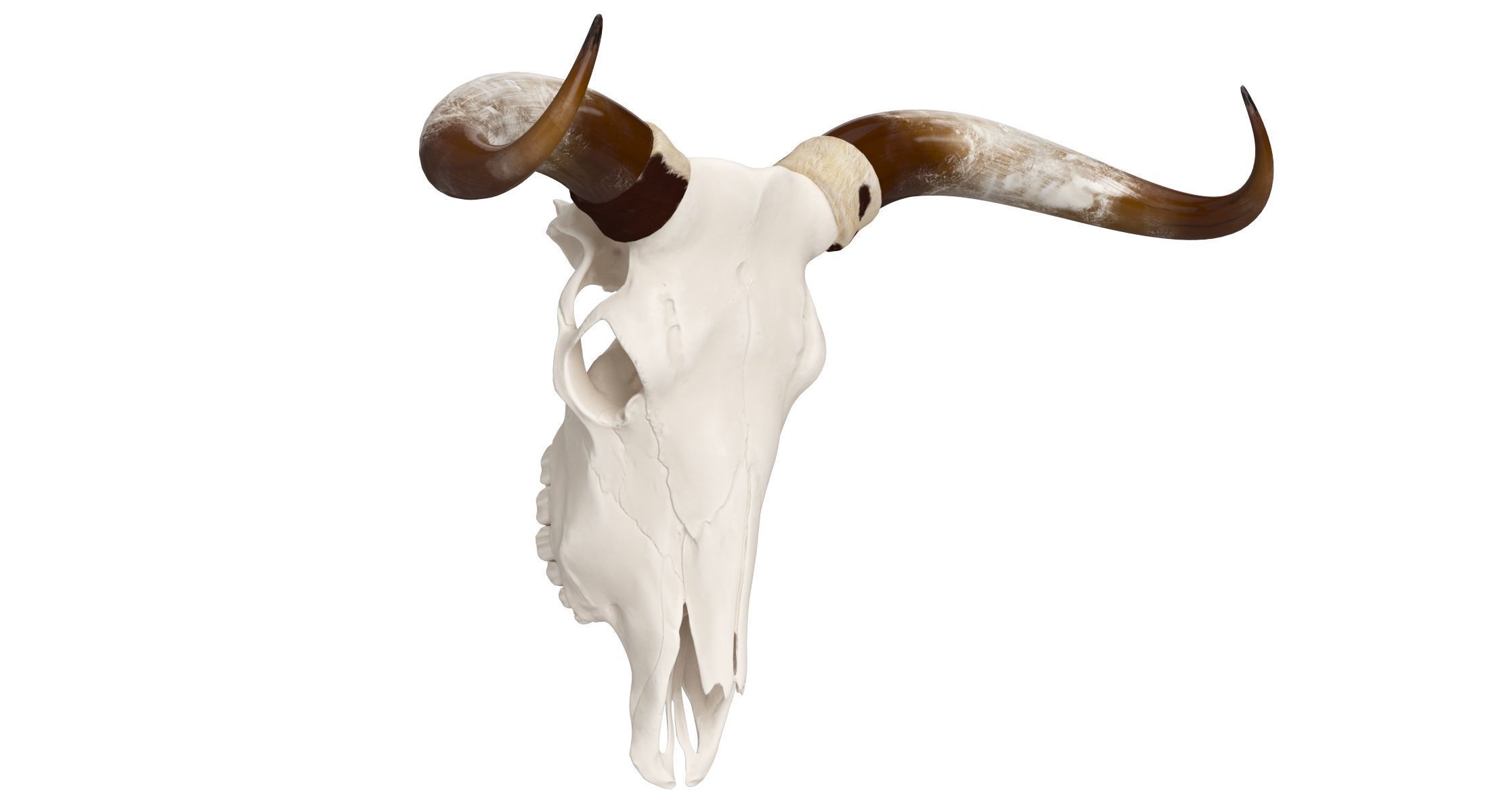 Cattle Cow Skull and Horns Collection 3D model_5