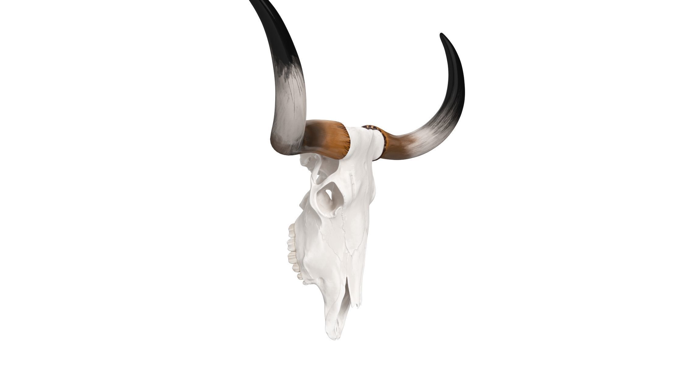 Cattle Cow Skull and Horns Collection 3D model_14