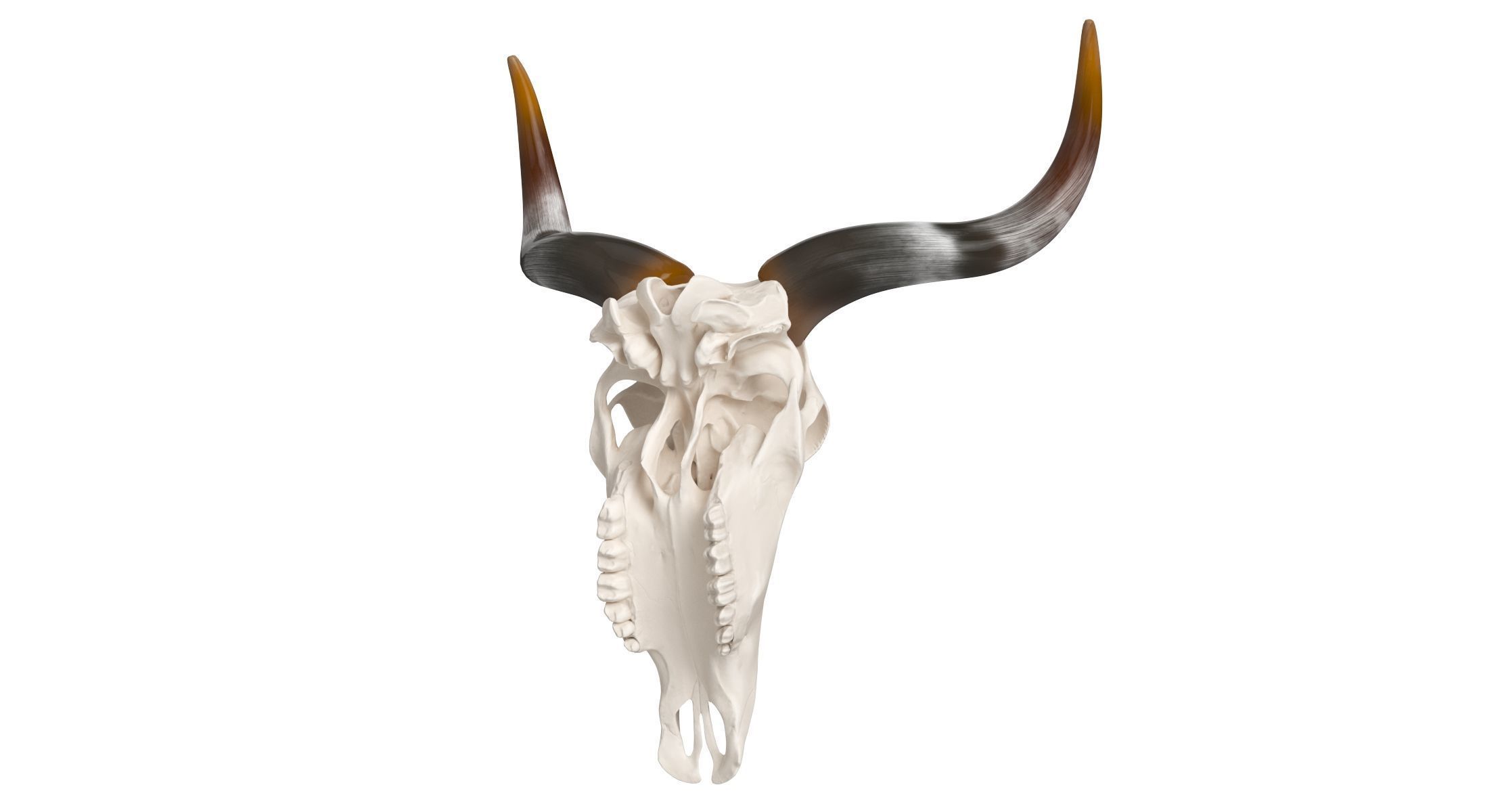 Cattle Cow Skull and Horns Collection 3D model_17