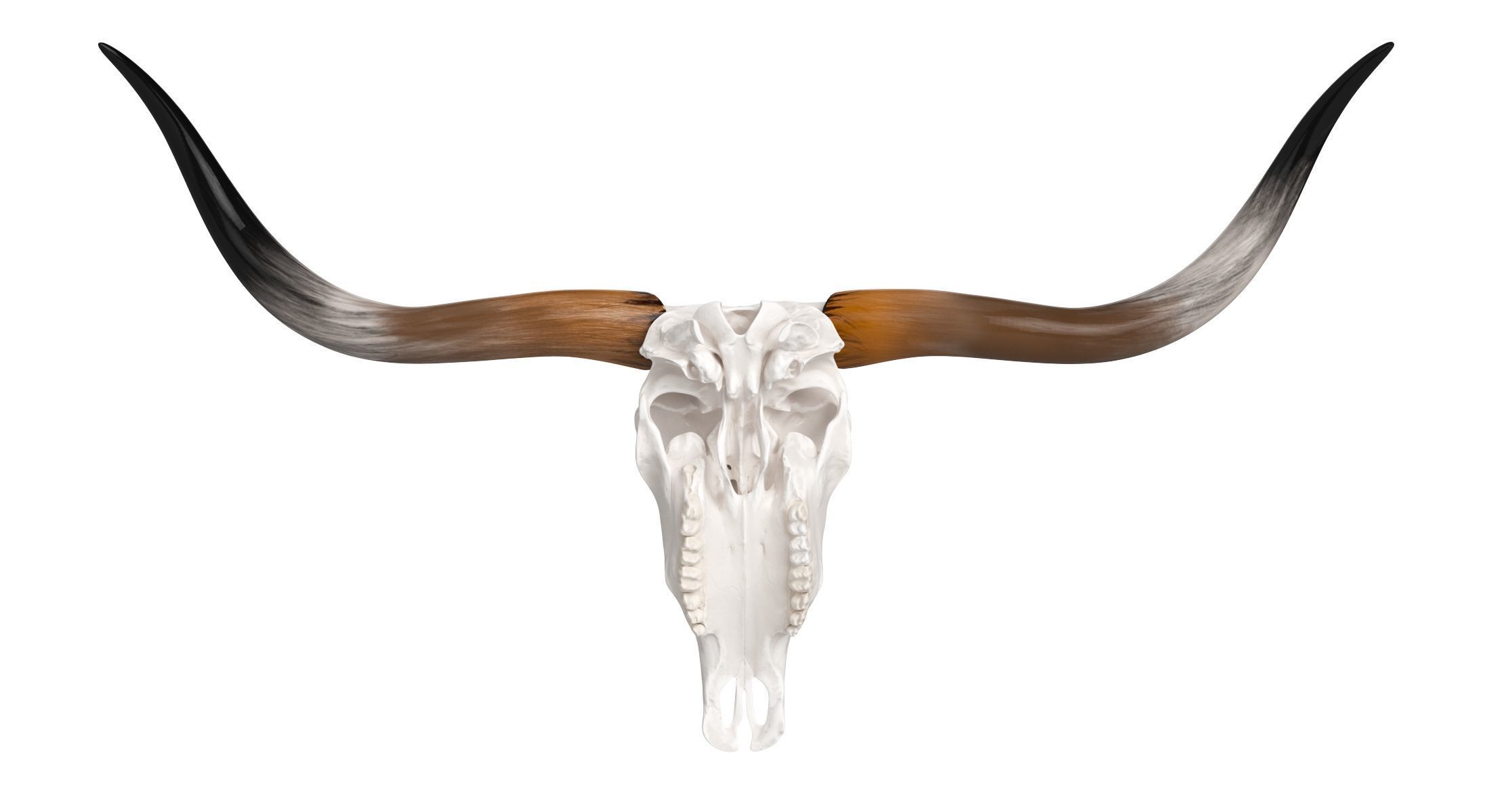 Cattle Cow Skull and Horns Collection 3D model_18