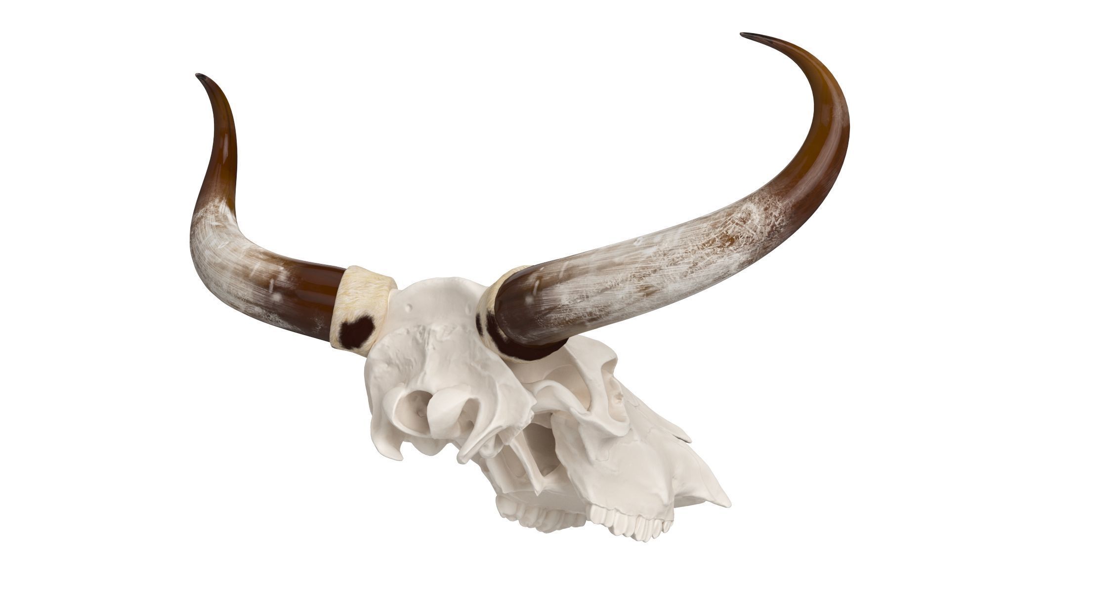Cattle Cow Skull and Horns Collection 3D model_23
