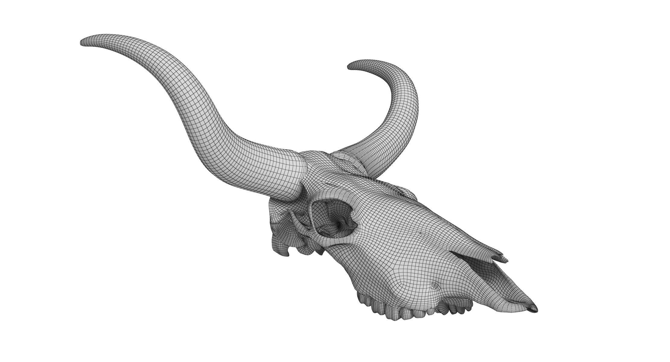 Cattle Cow Skull and Horns Collection 3D model_35