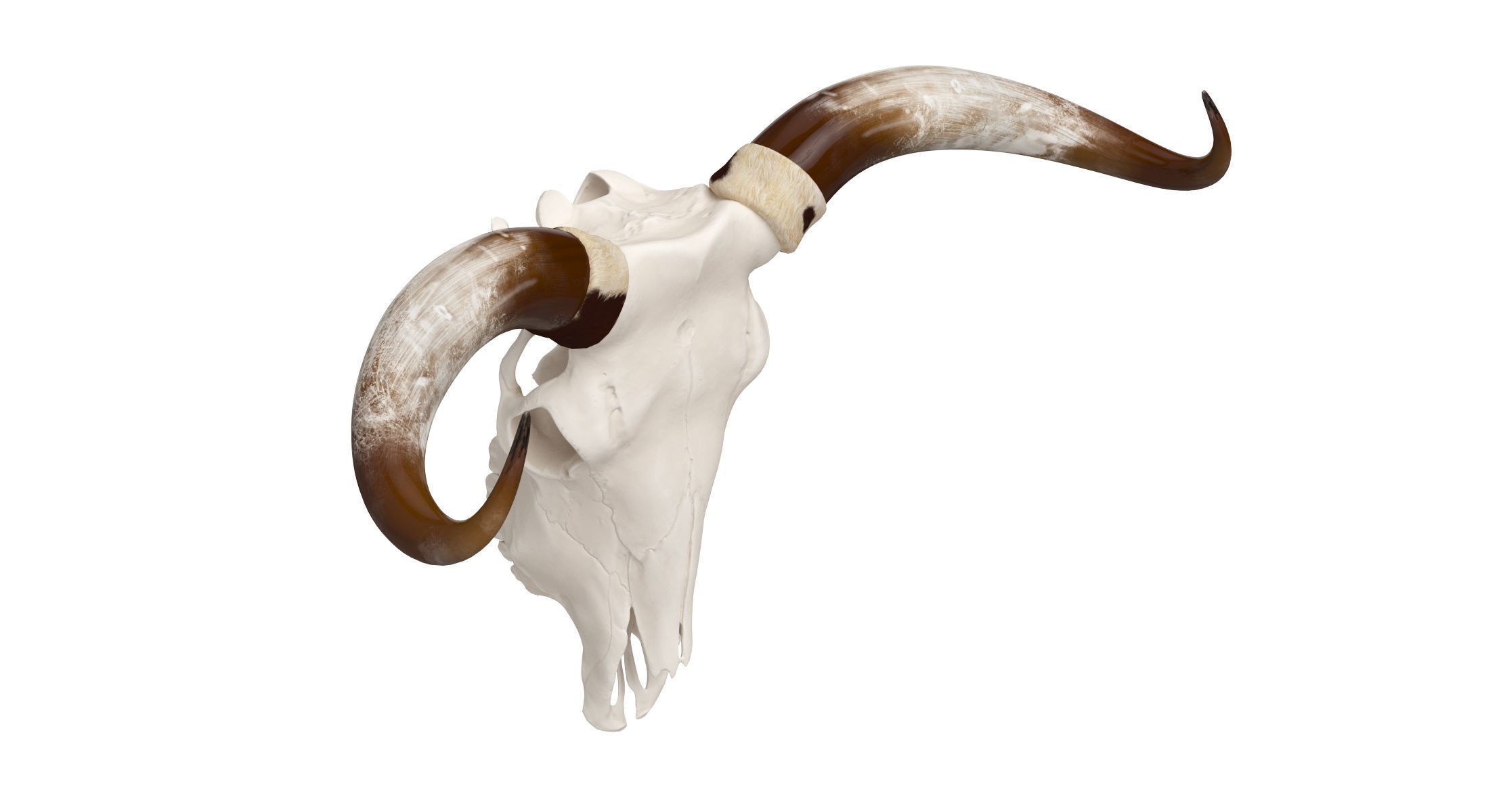 Cattle Cow Skull and Horns Collection 3D model_12