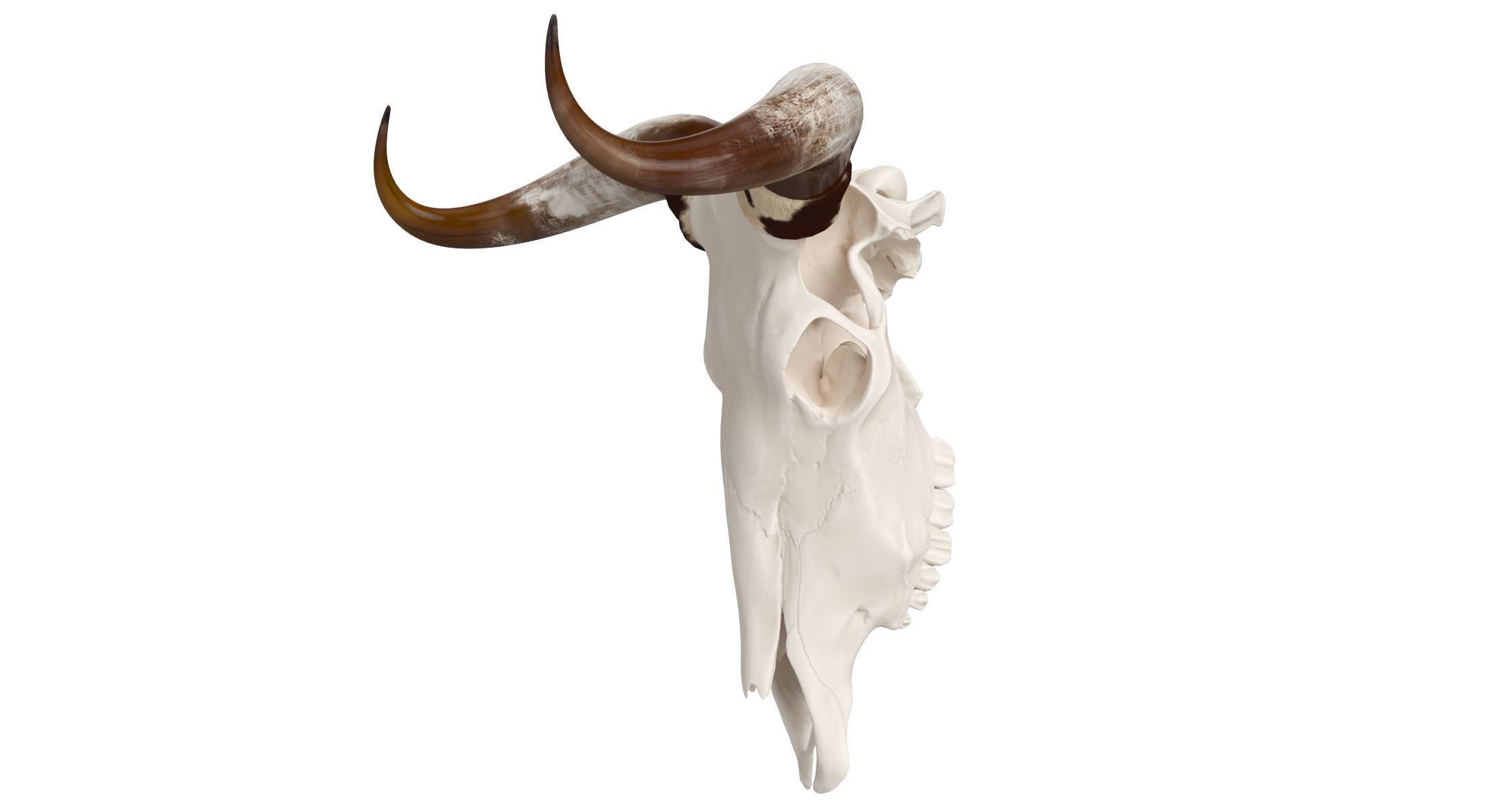 Cattle Cow Skull and Horns Collection 3D model_15