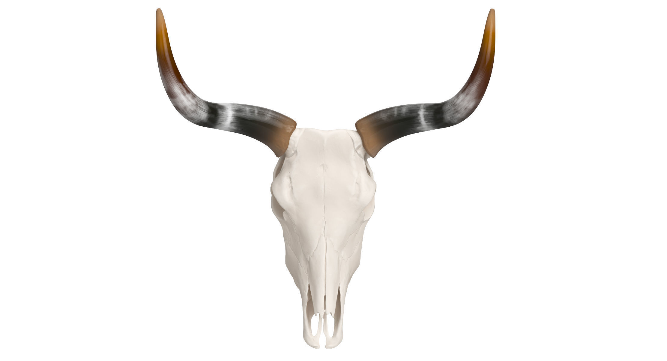 Cattle Cow Skull and Horns Collection 3D model_2