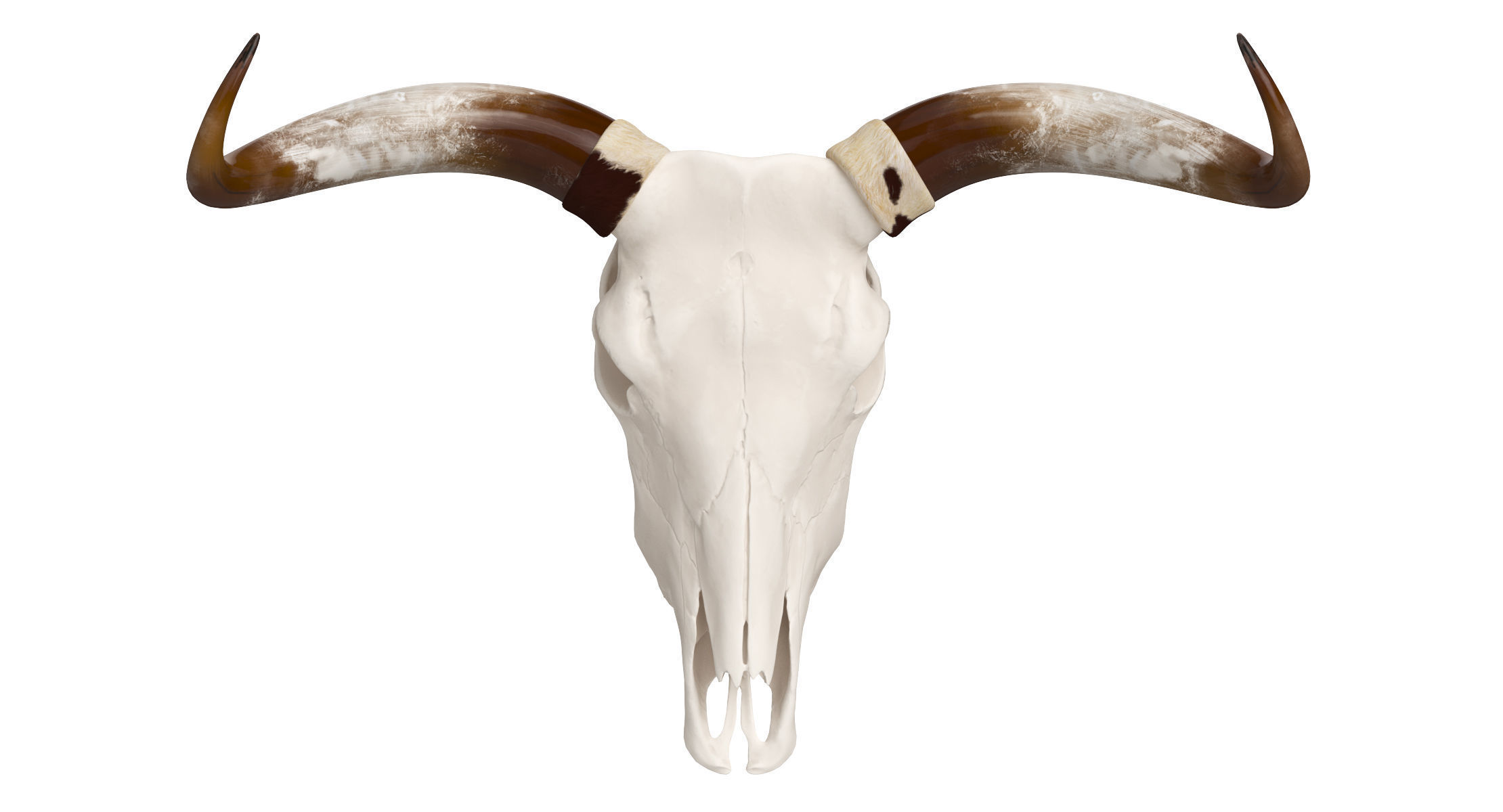 Cattle Cow Skull and Horns Collection 3D model_3